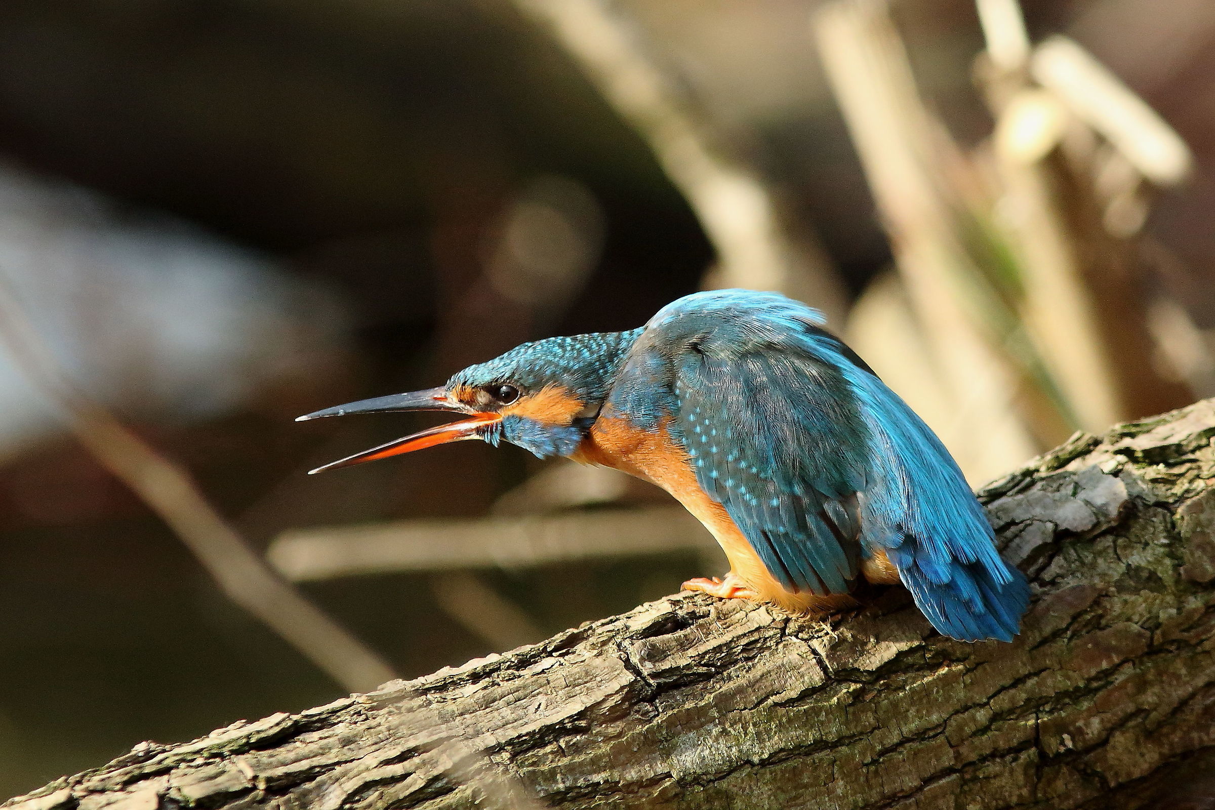 Atteggiamento di minaccia 2°