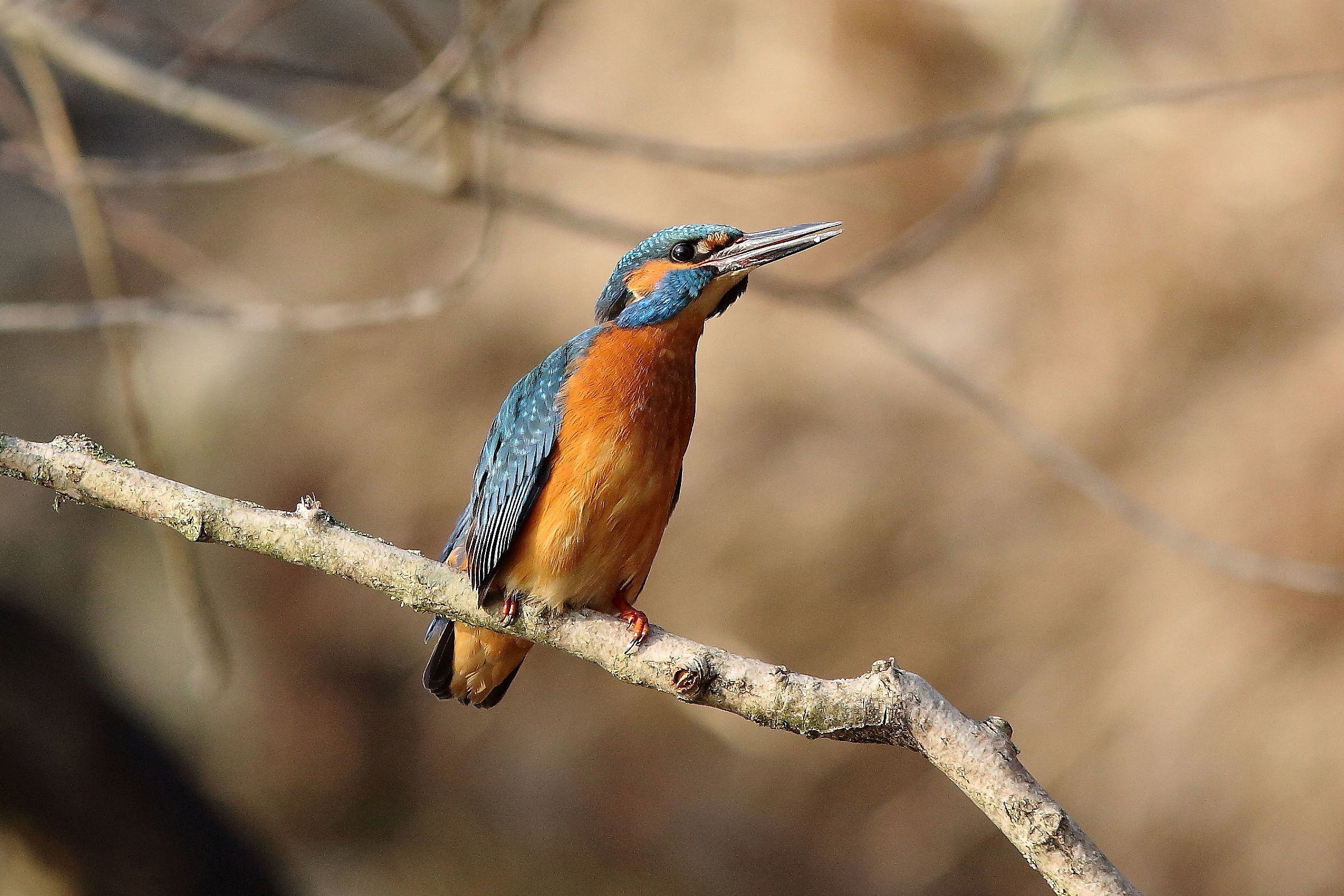 Il maschio accetta la sfida 1°