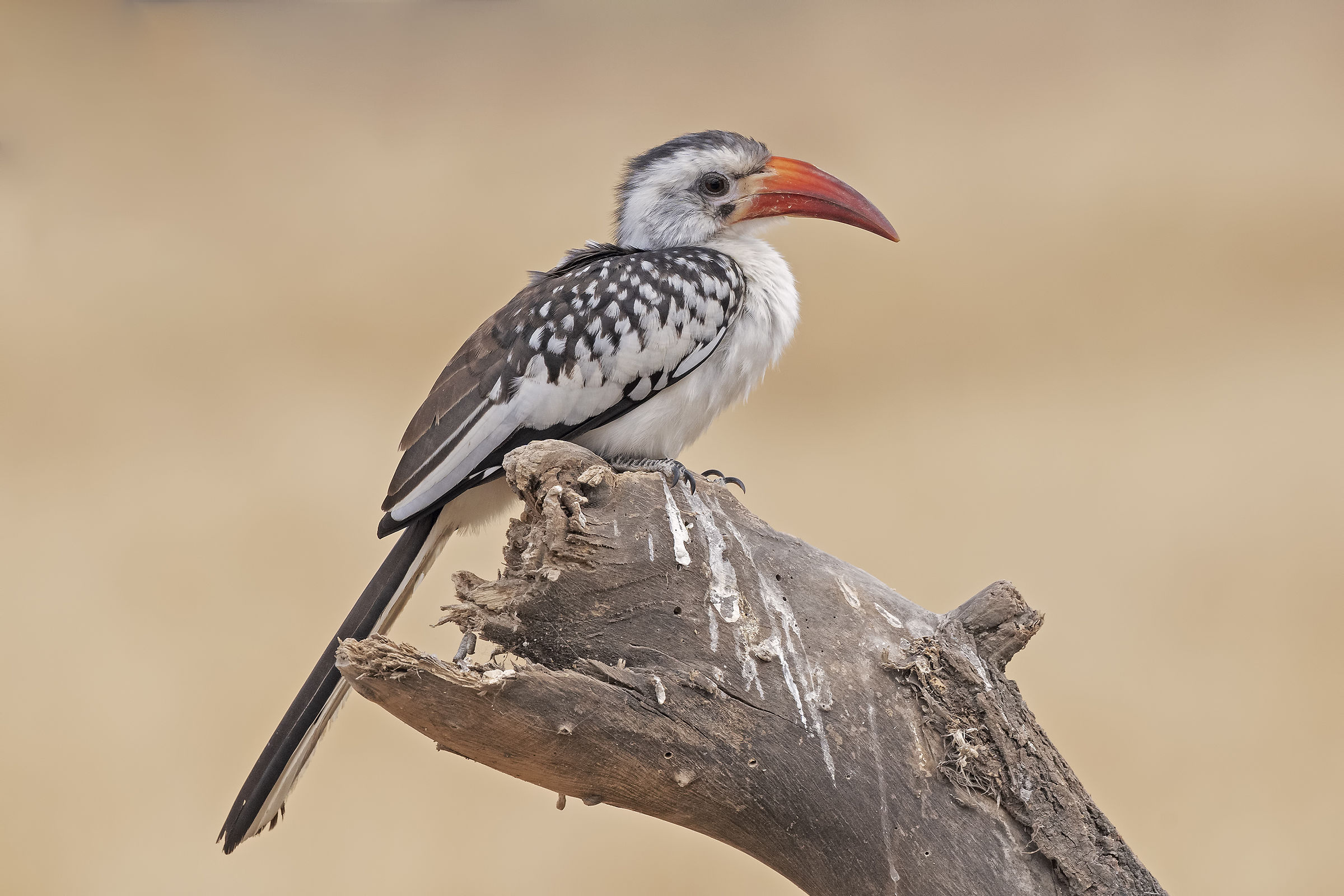 Red-billed Hornbill