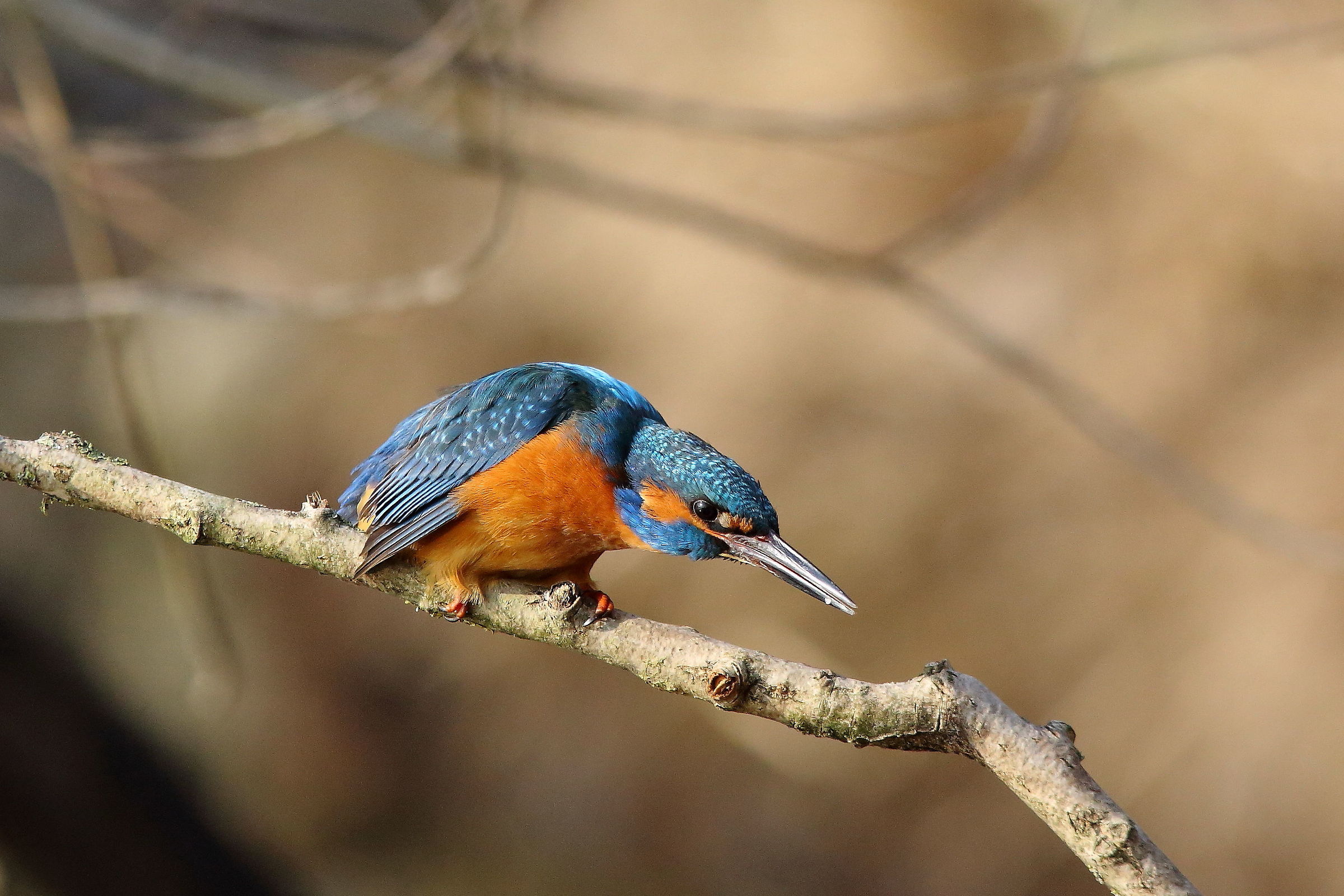 Il maschio accatta la sfida 2°