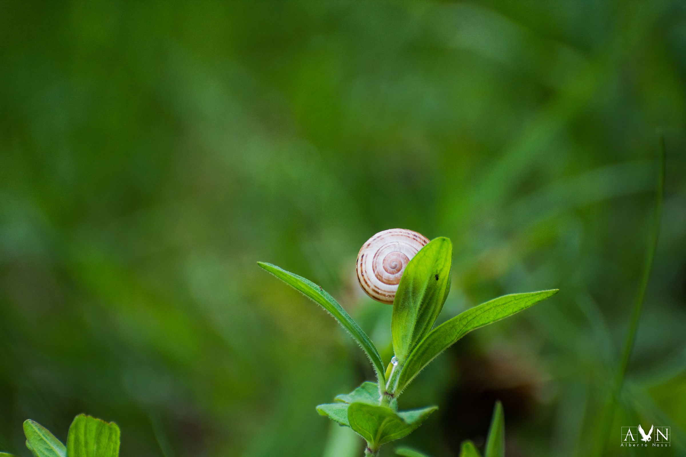 Spiral in the balance