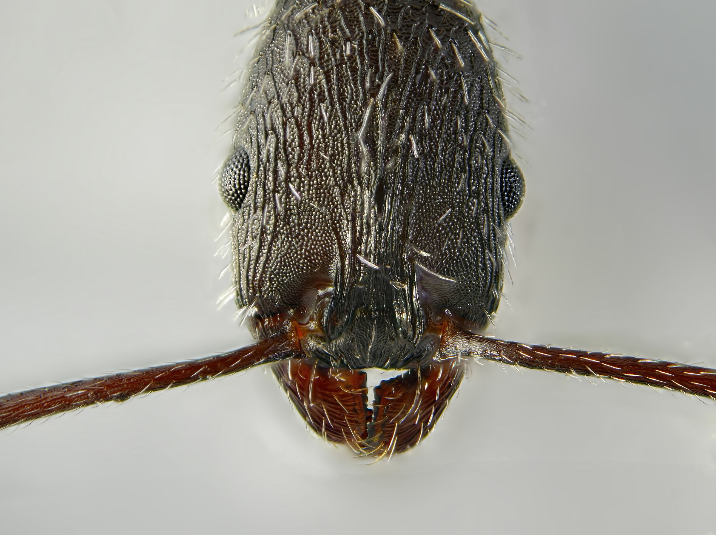 Aphaenogaster SP. 2