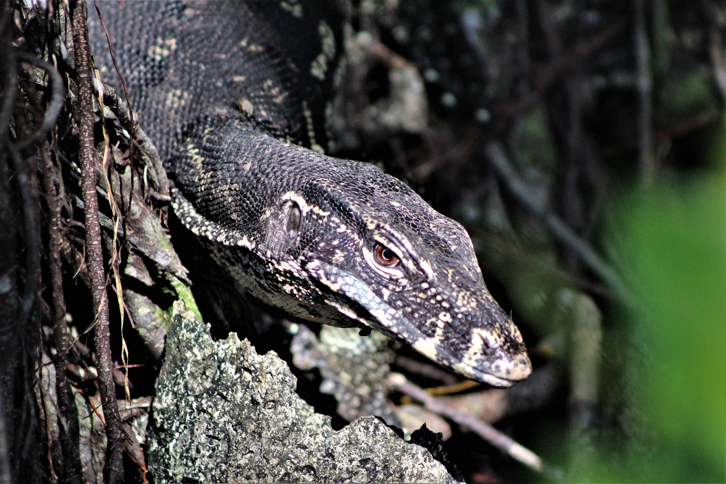 Qualcuno esce allo scoperto