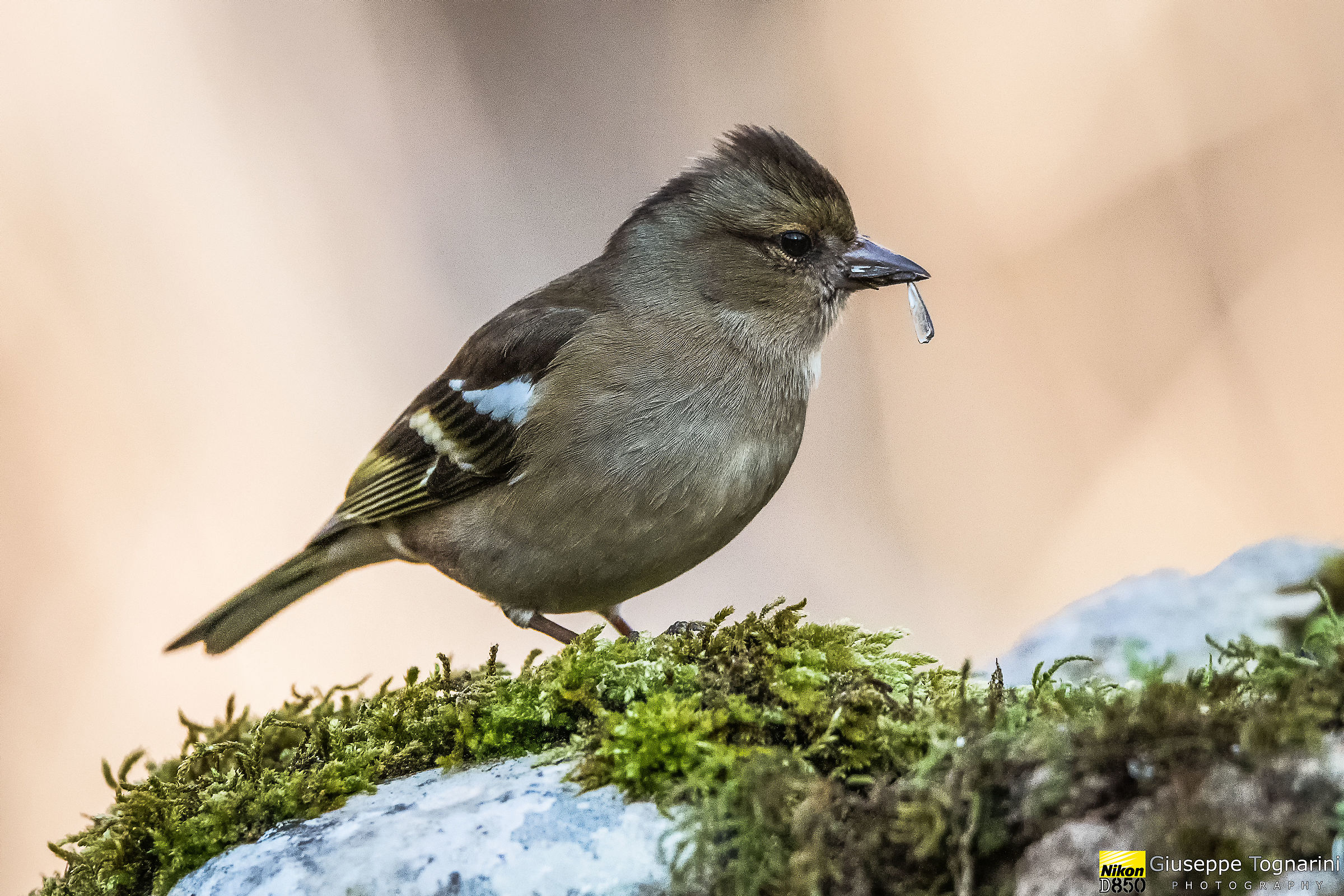 Chaffinch