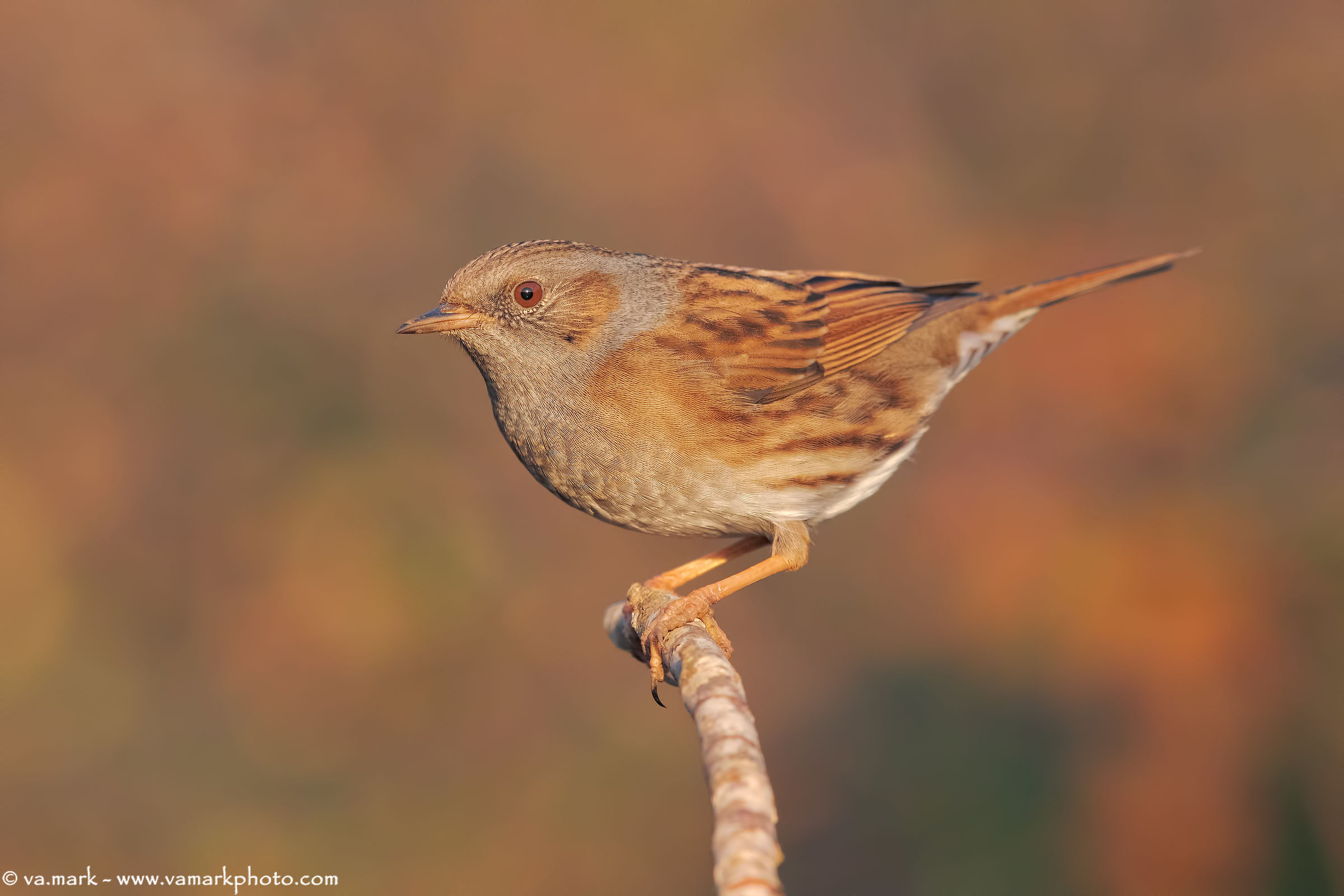 Passera Dunnock