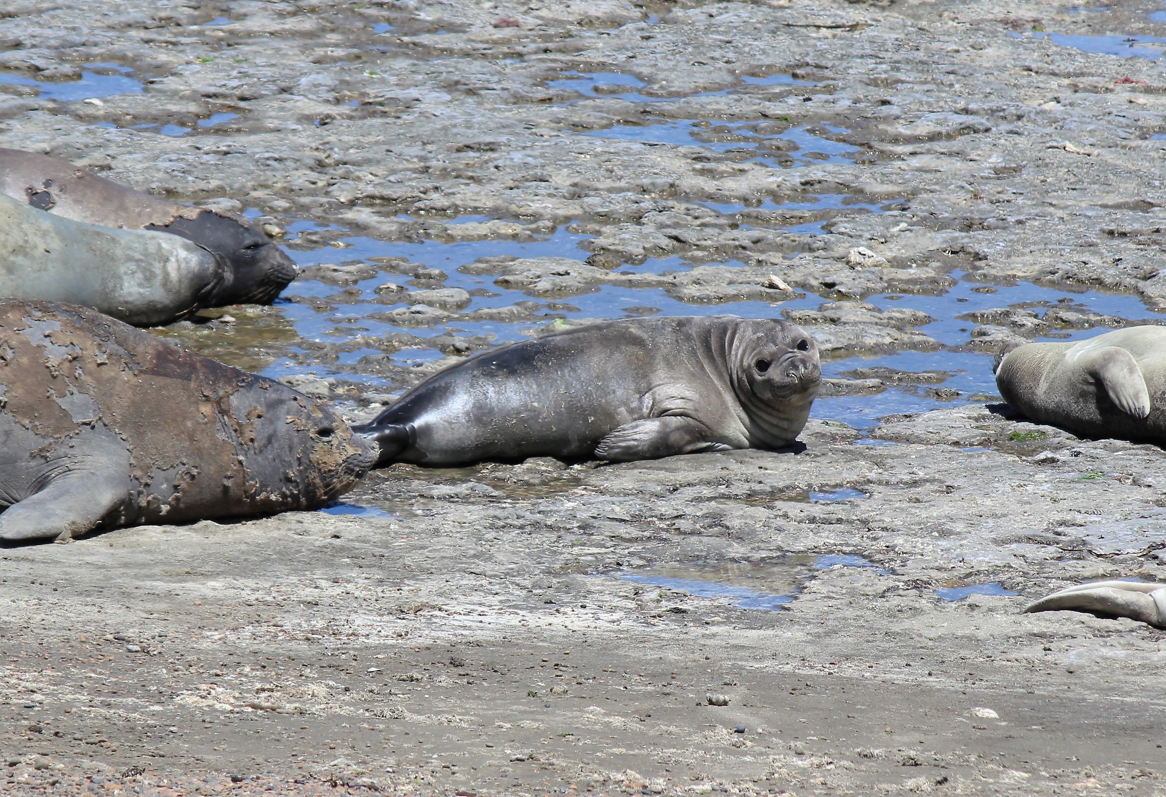 jung elephant seal