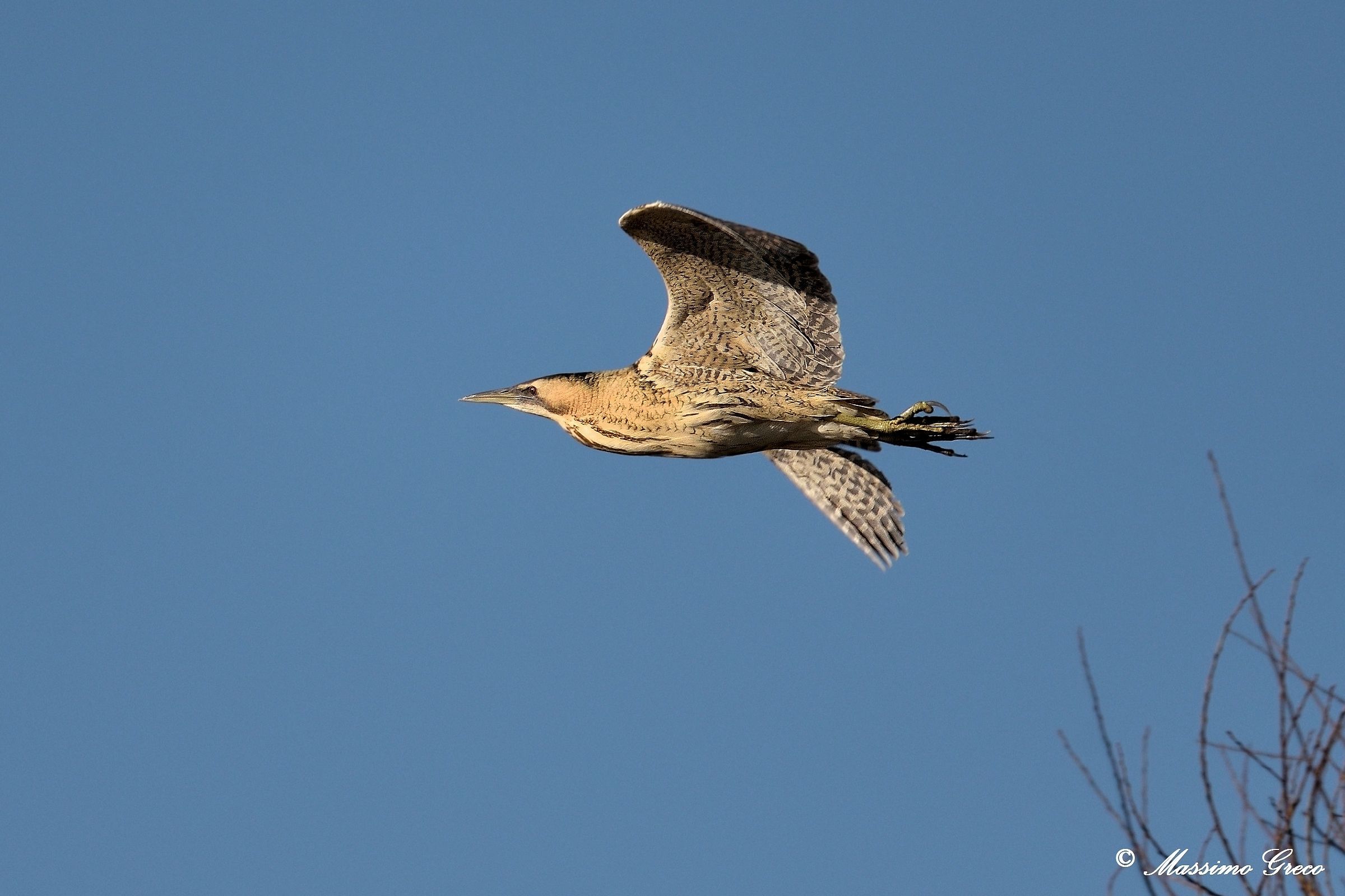 Tarabuso (Botaurus stellaris)