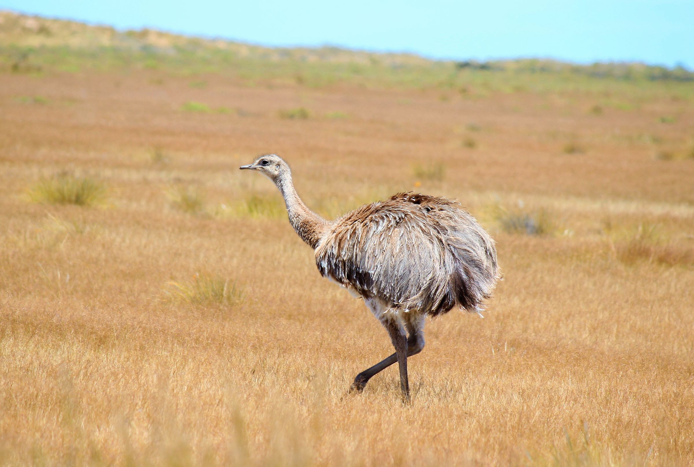 Rhea picking-Darwin's rheù-Valdès peninsula