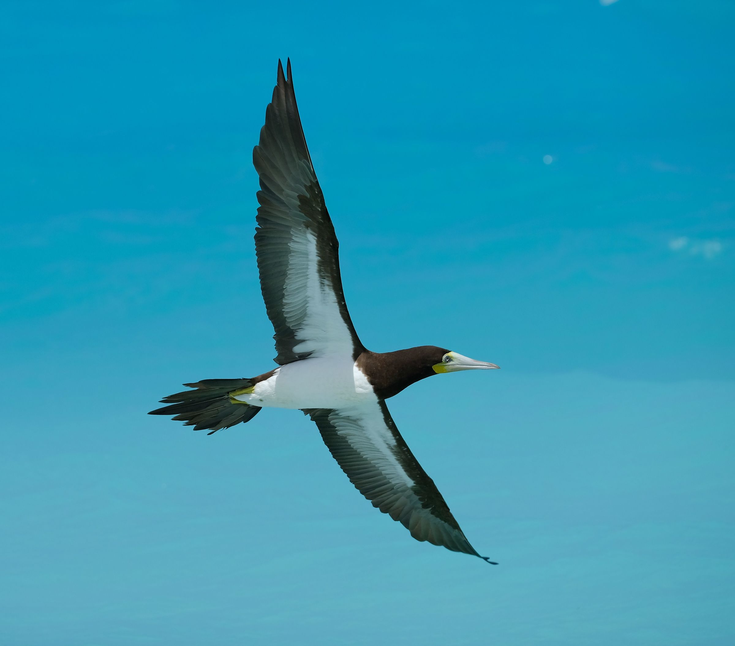 Fregata spiaggia di Anguilla