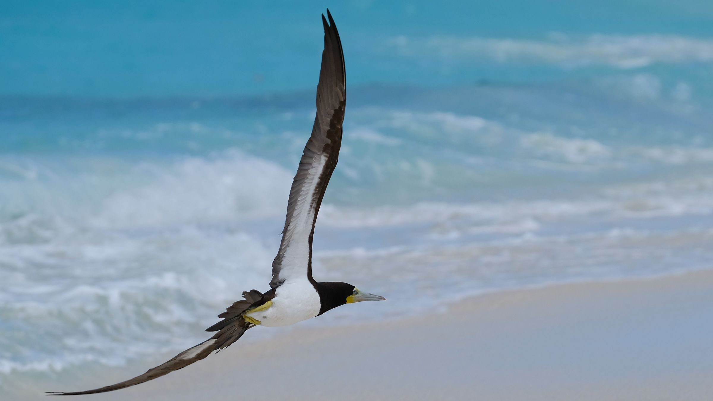 Fregata spiaggia di Anguilla