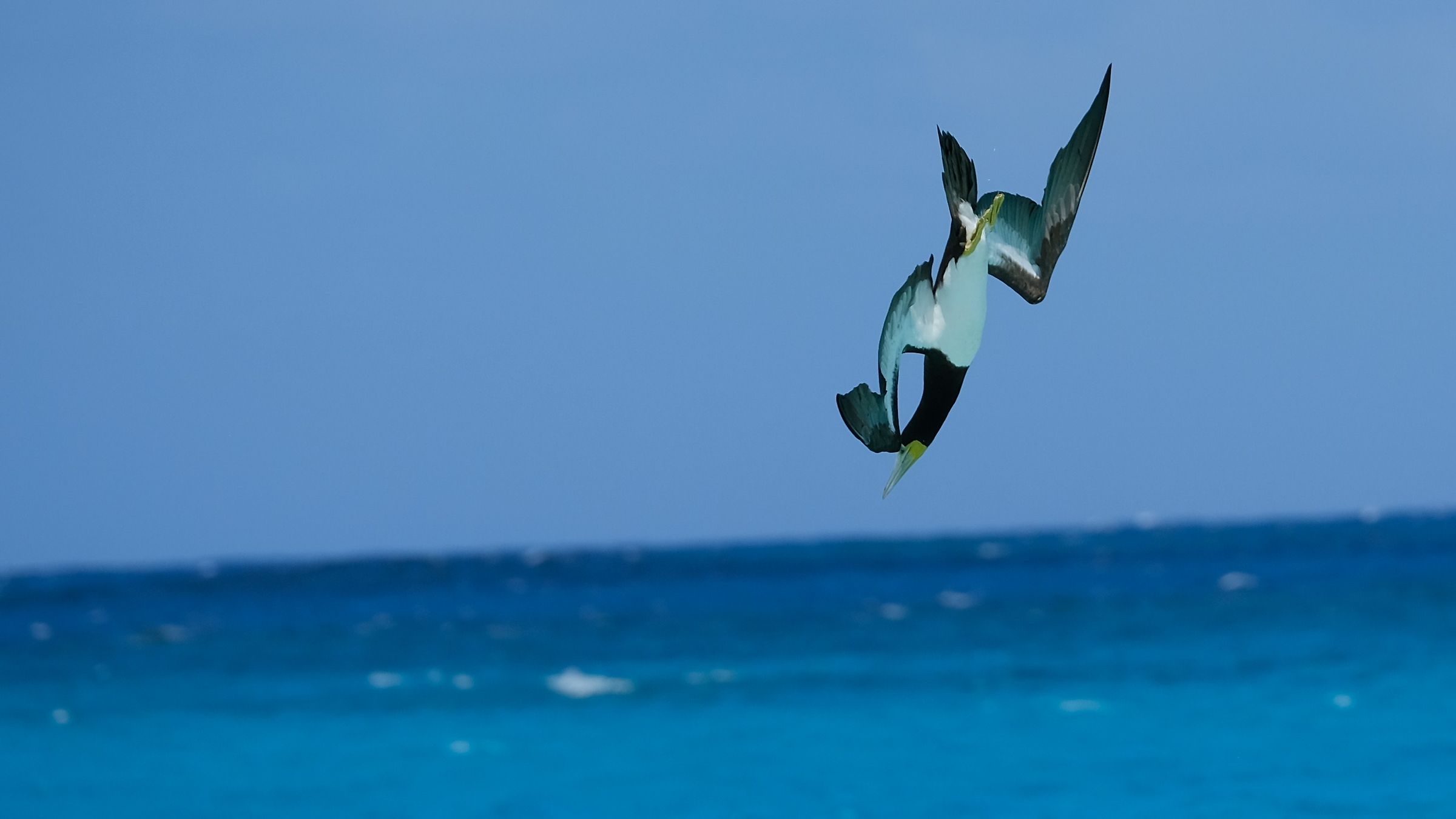 Fregata spiaggia di Anguilla