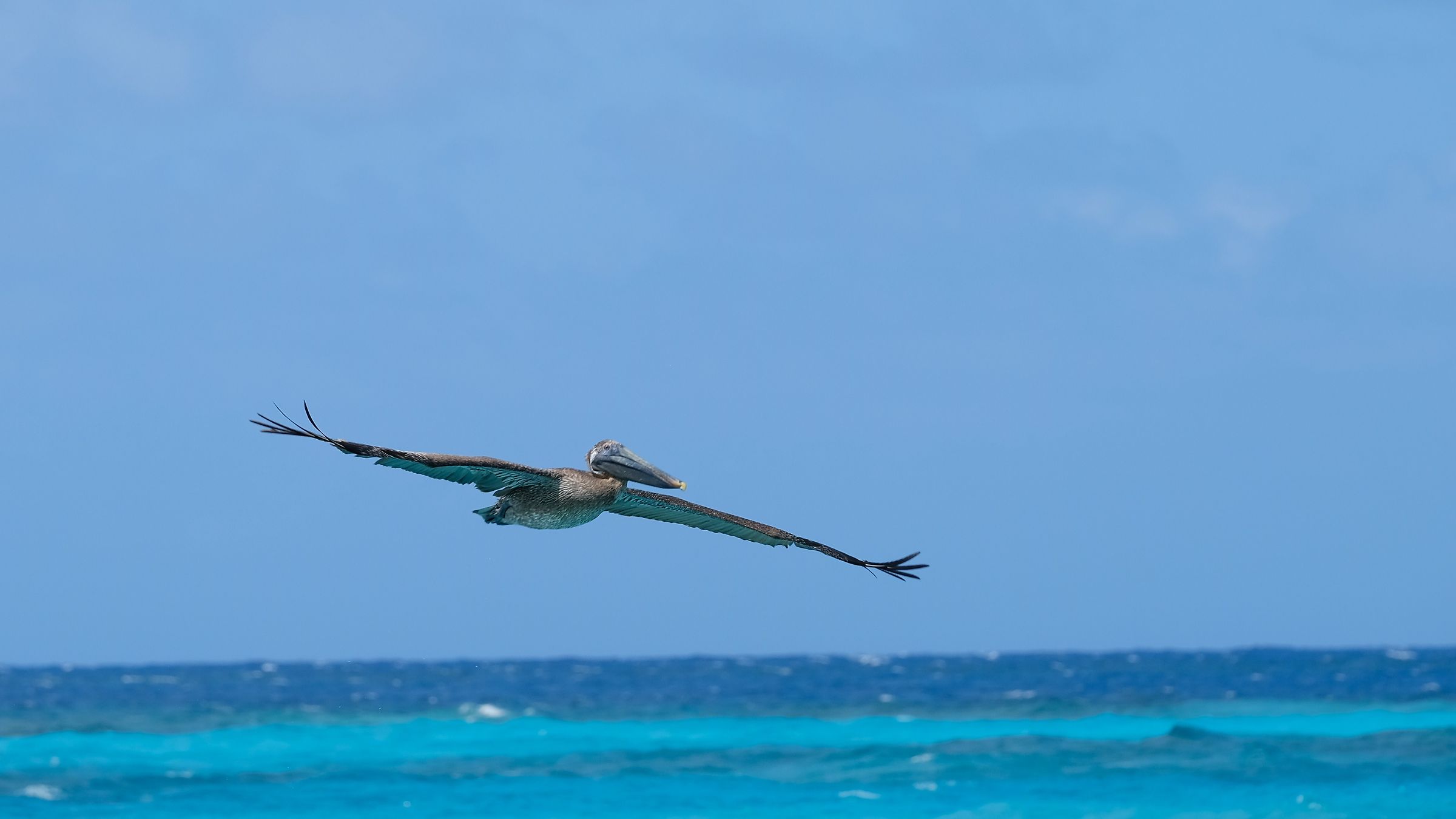 Pellicano spiaggia di Anguilla