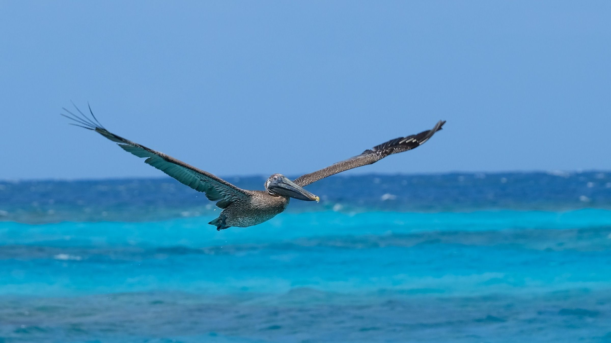 Pellicano spiaggia di Anguilla