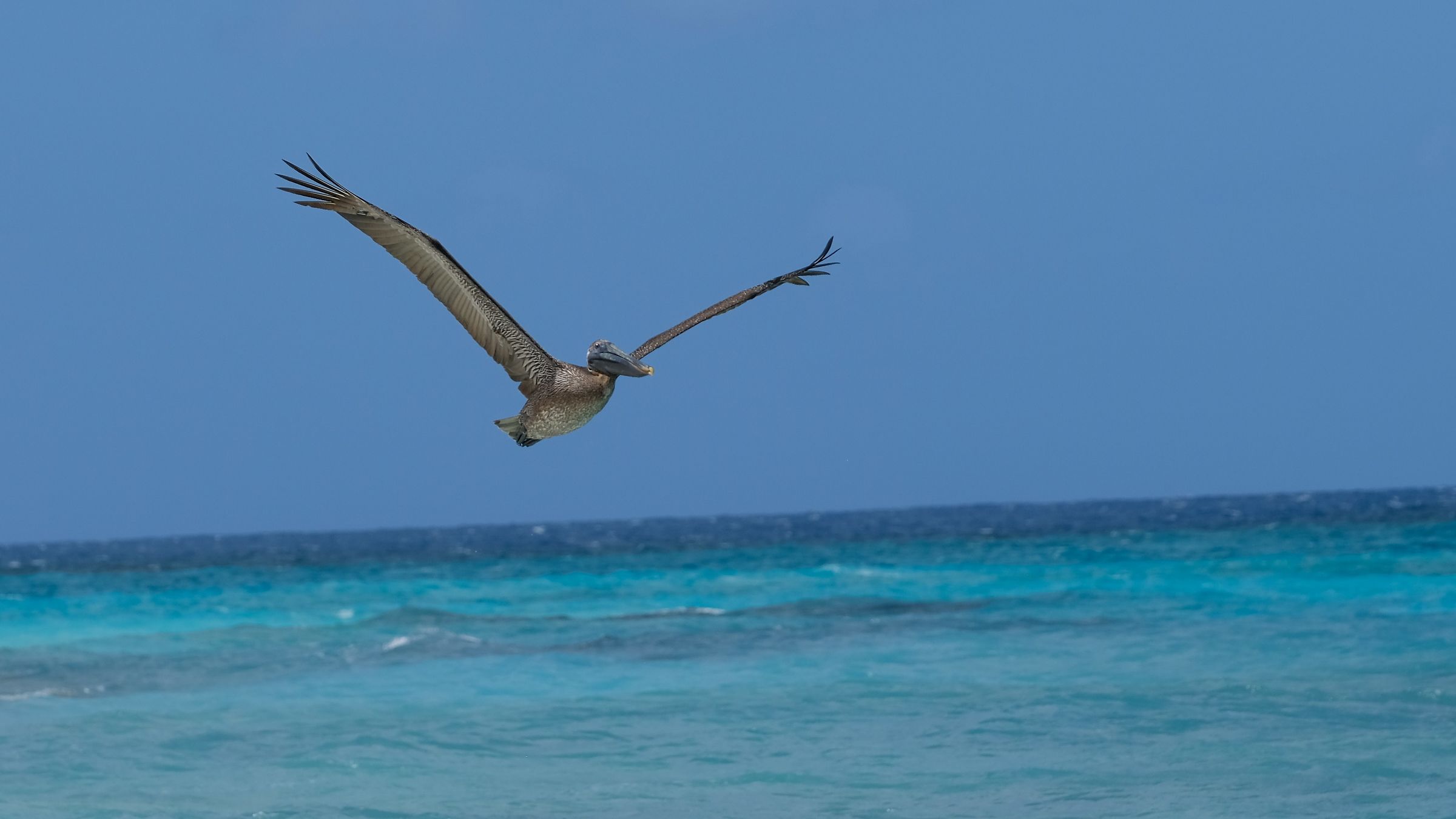 Pellicano spiaggia di Anguilla