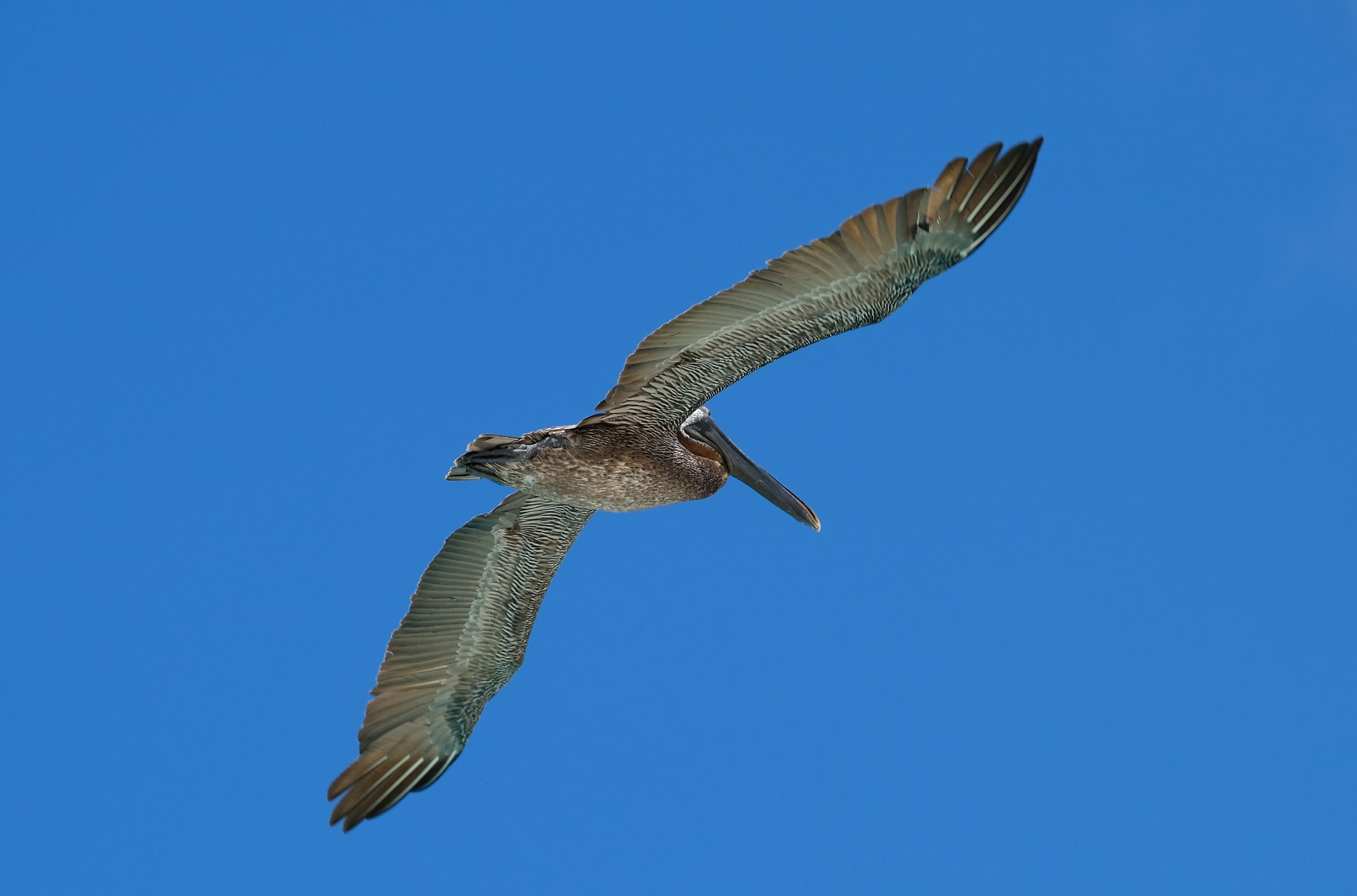 Pellicano spiaggia di Anguilla
