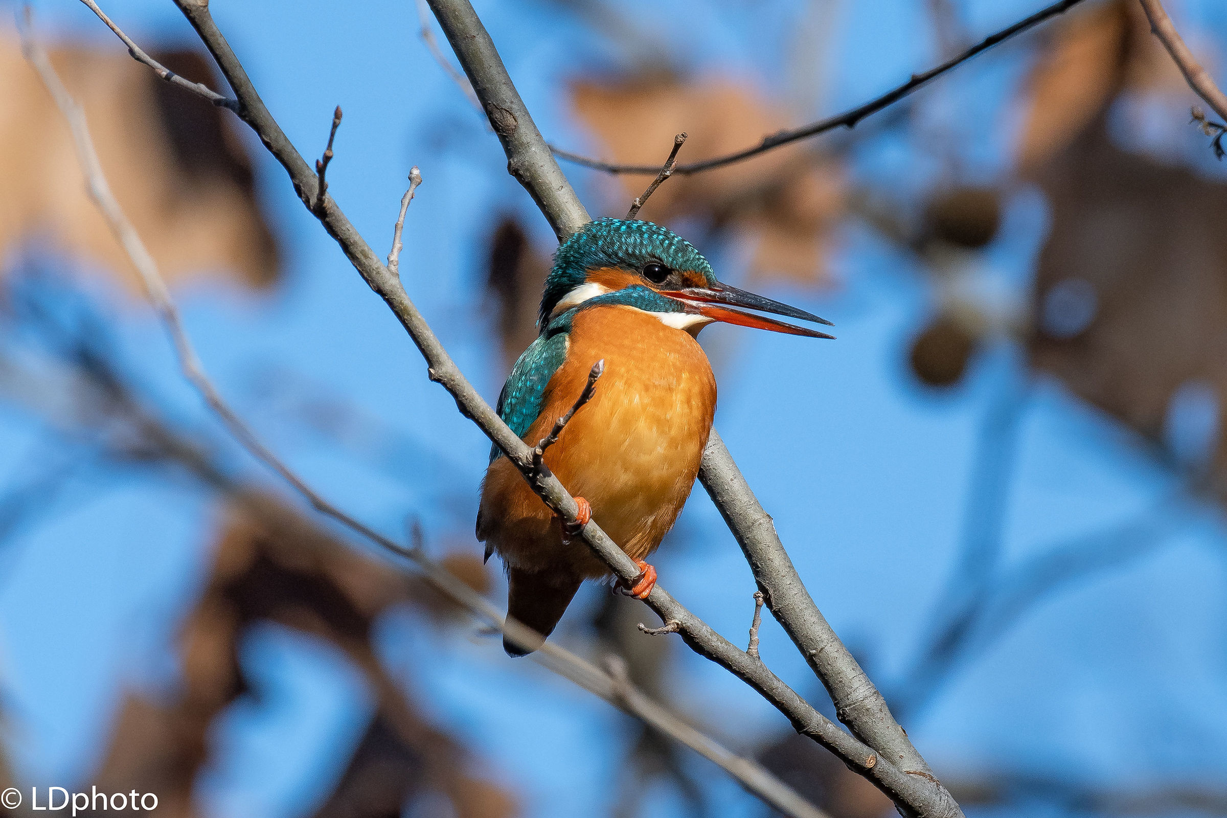 Kingfisher (f)