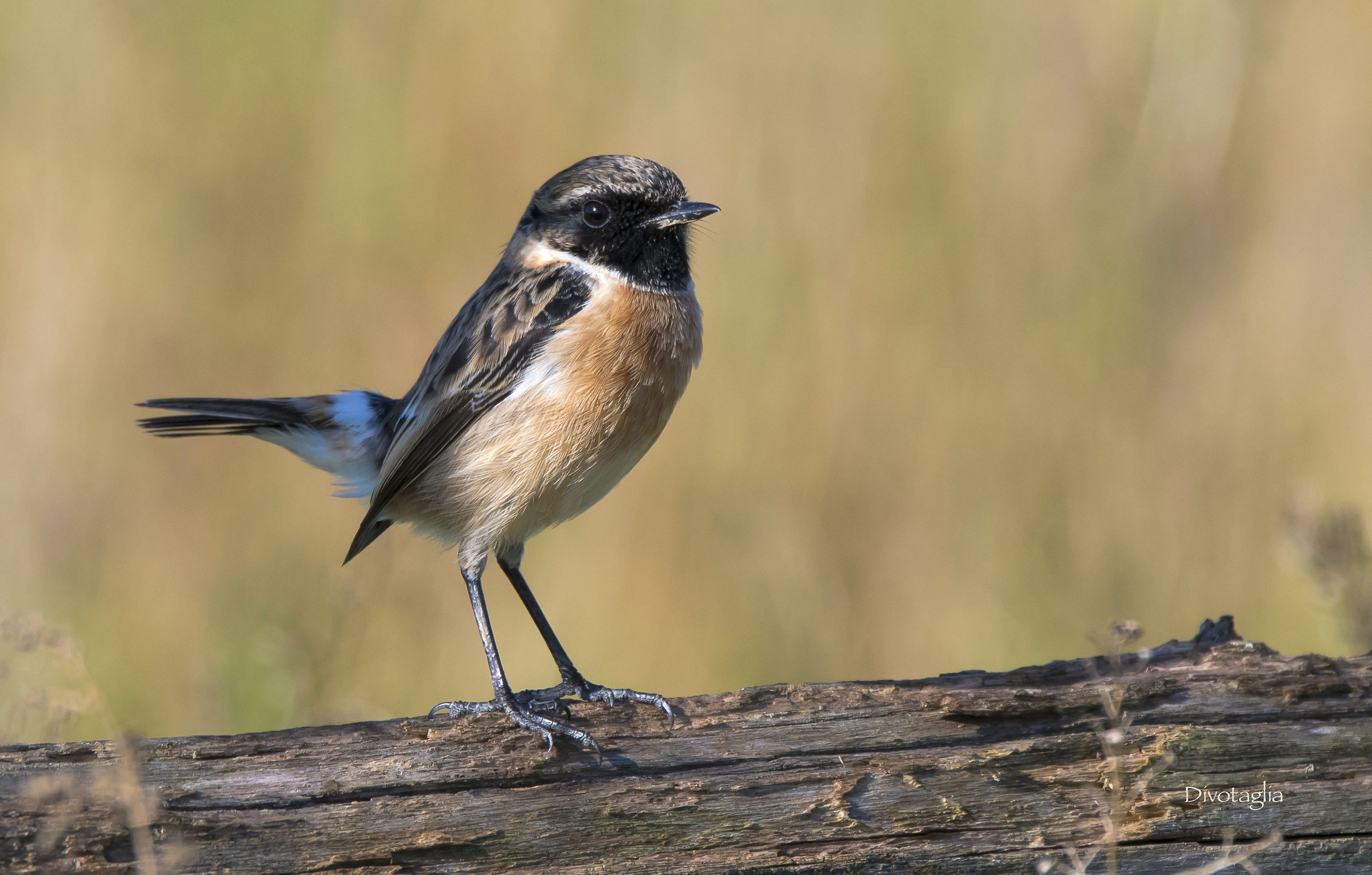 Stonechat