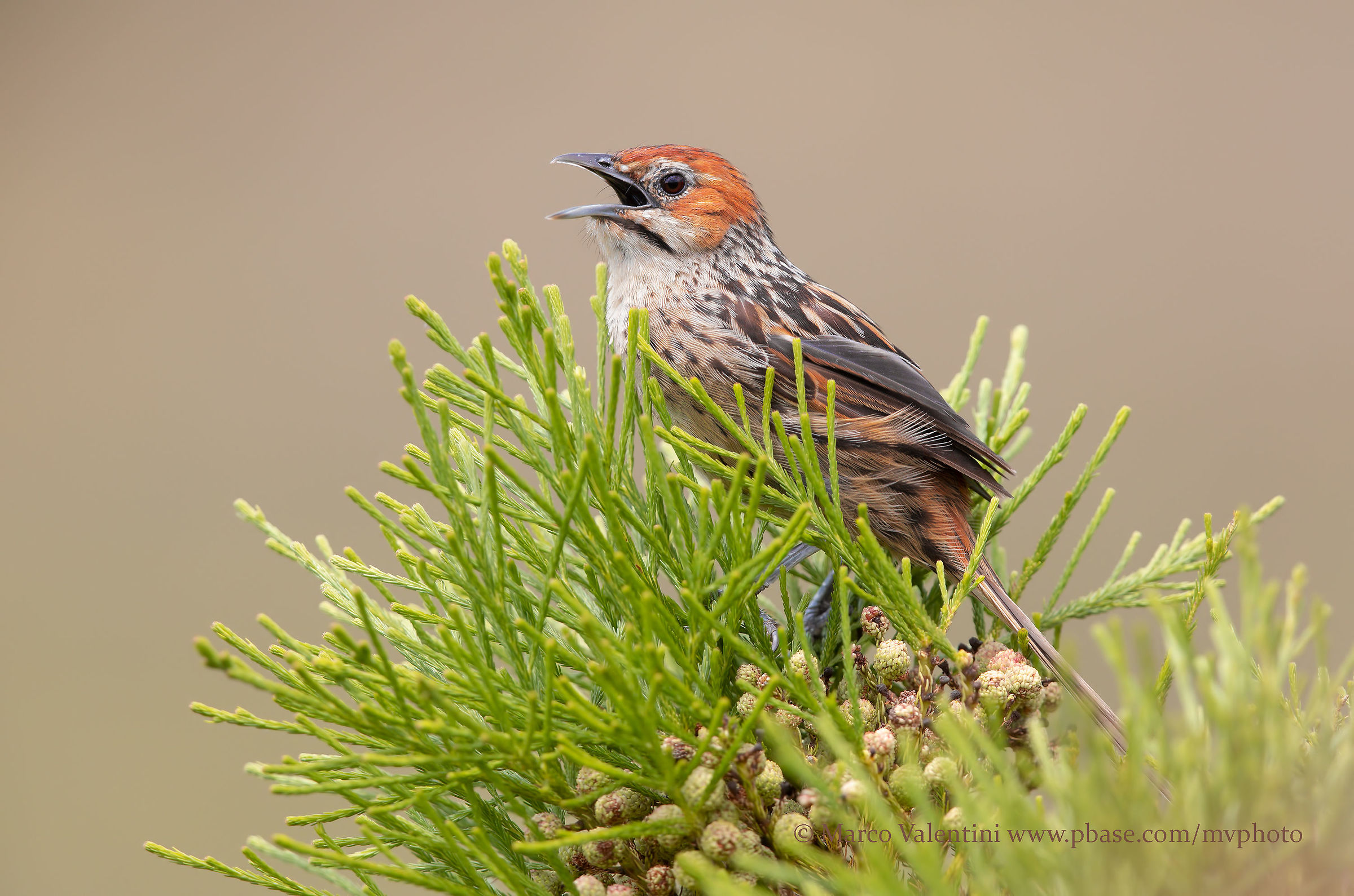 Cape Grassbird