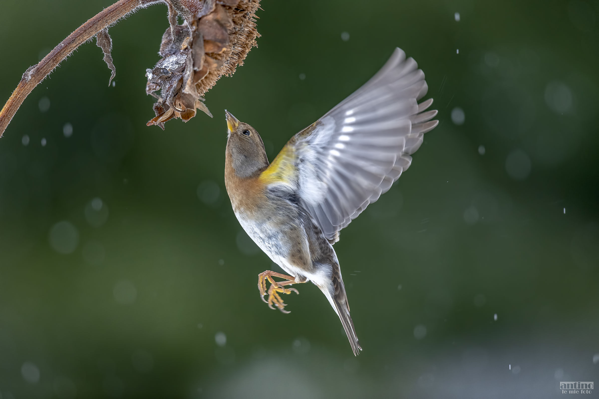 Snow drip and I still