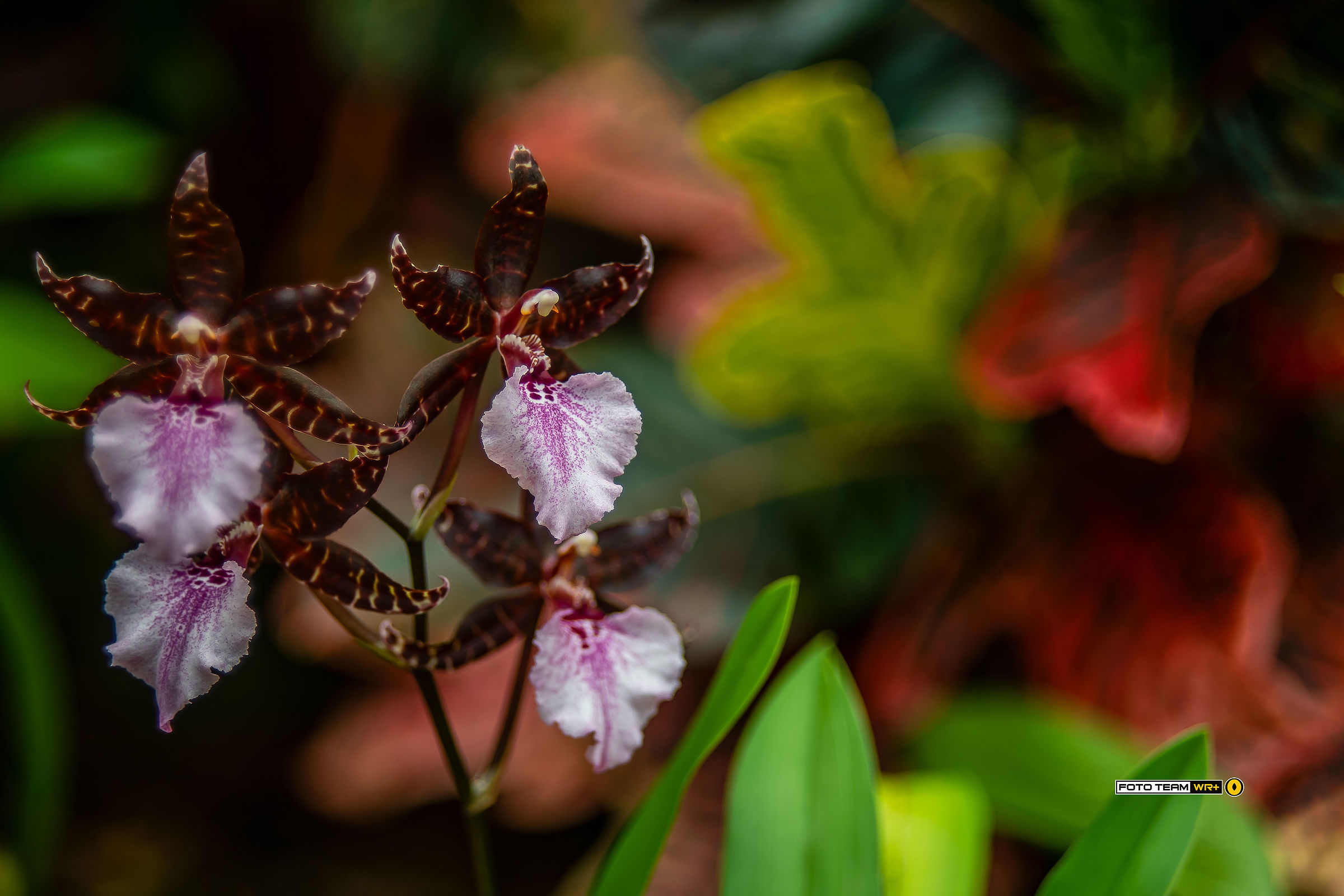 The world of orchids seen with the Helios