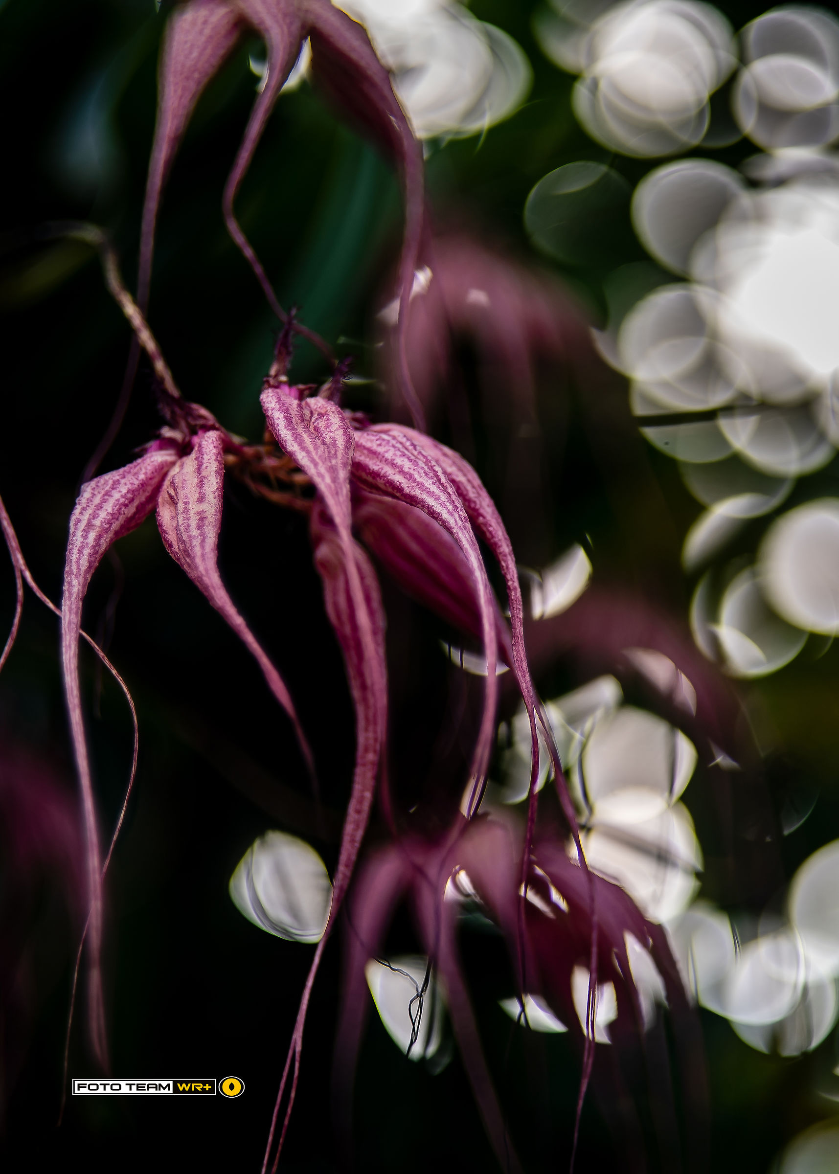 The world of orchids seen with the Helios