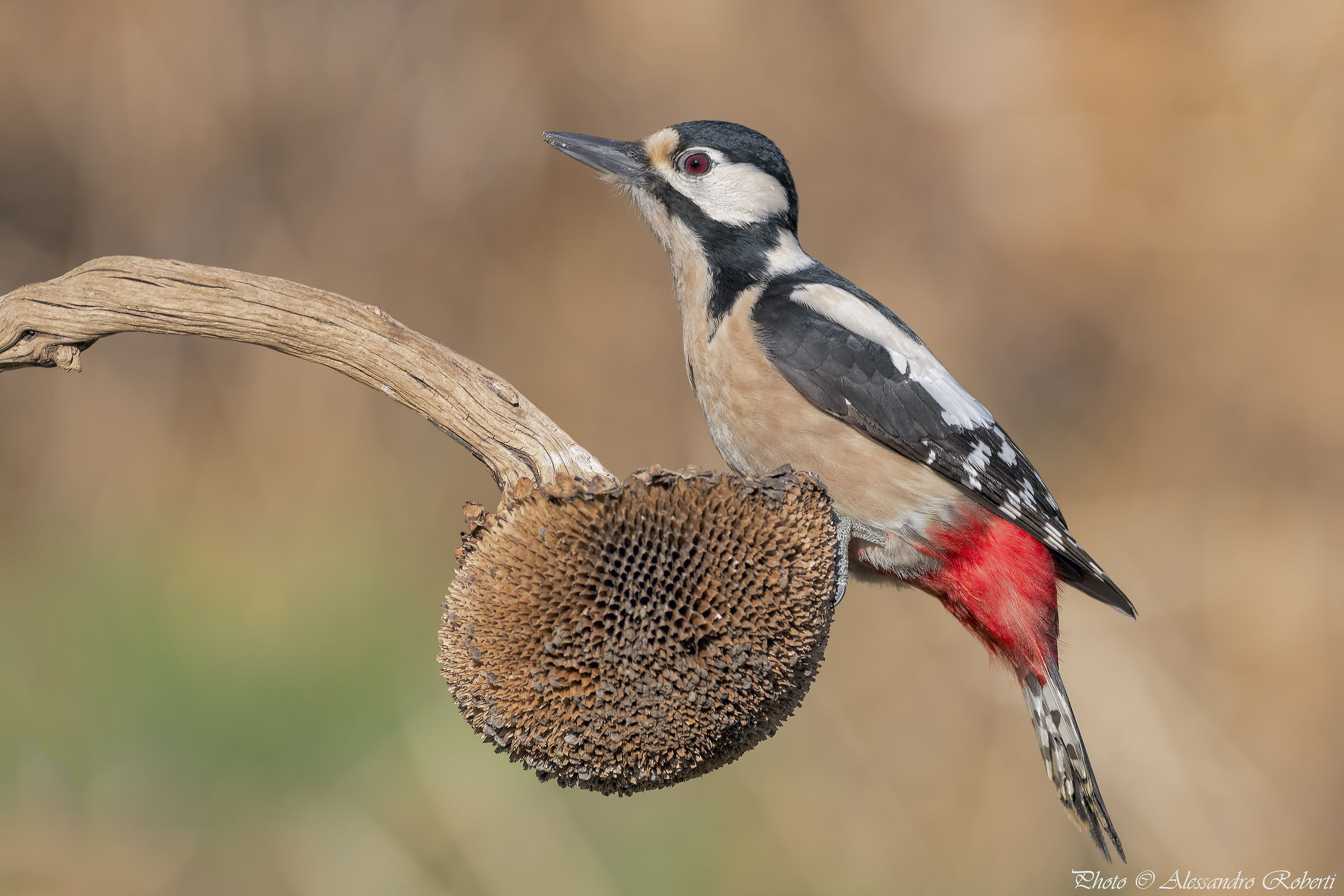 "Here they have eaten everything"