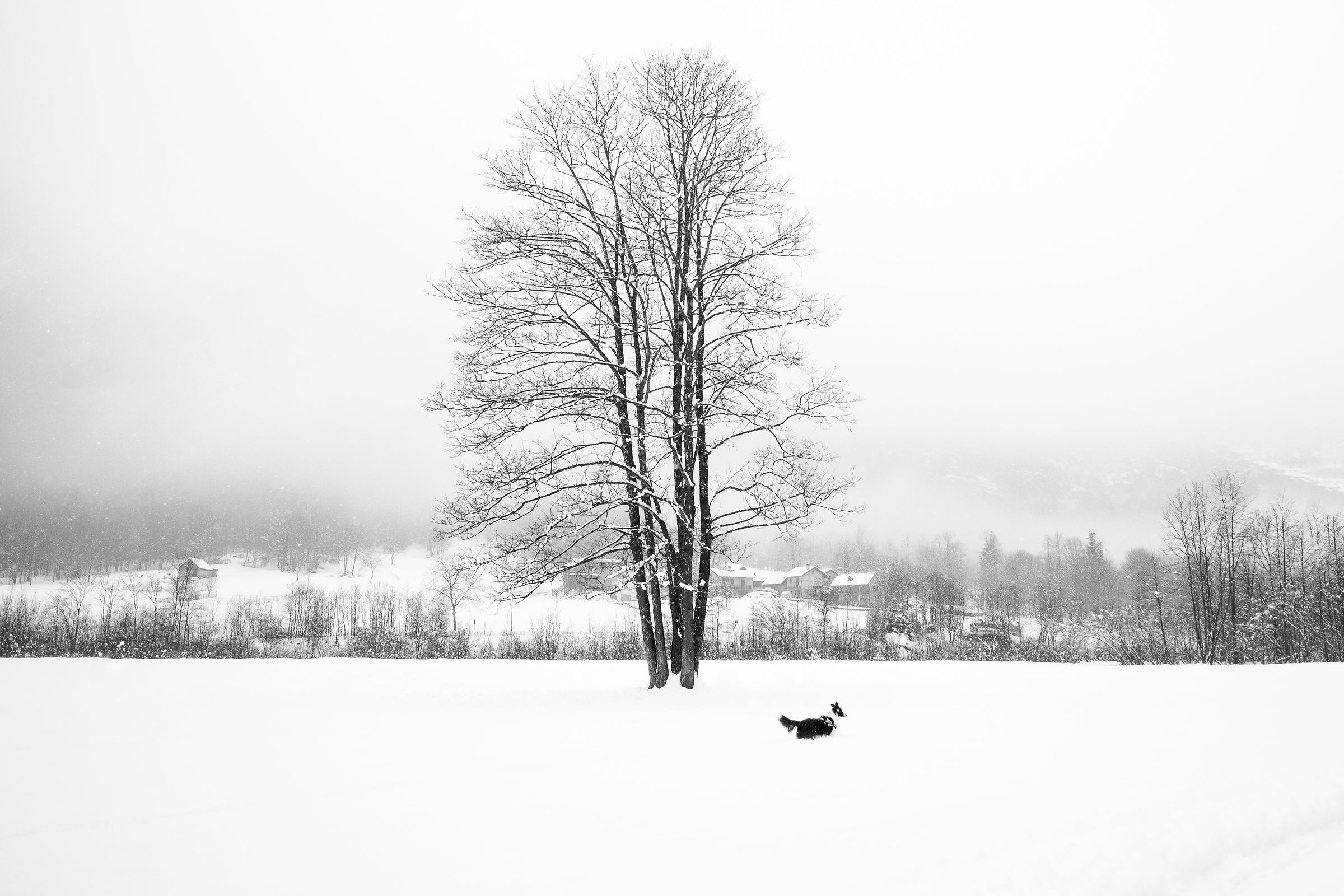 Il bianco della neve