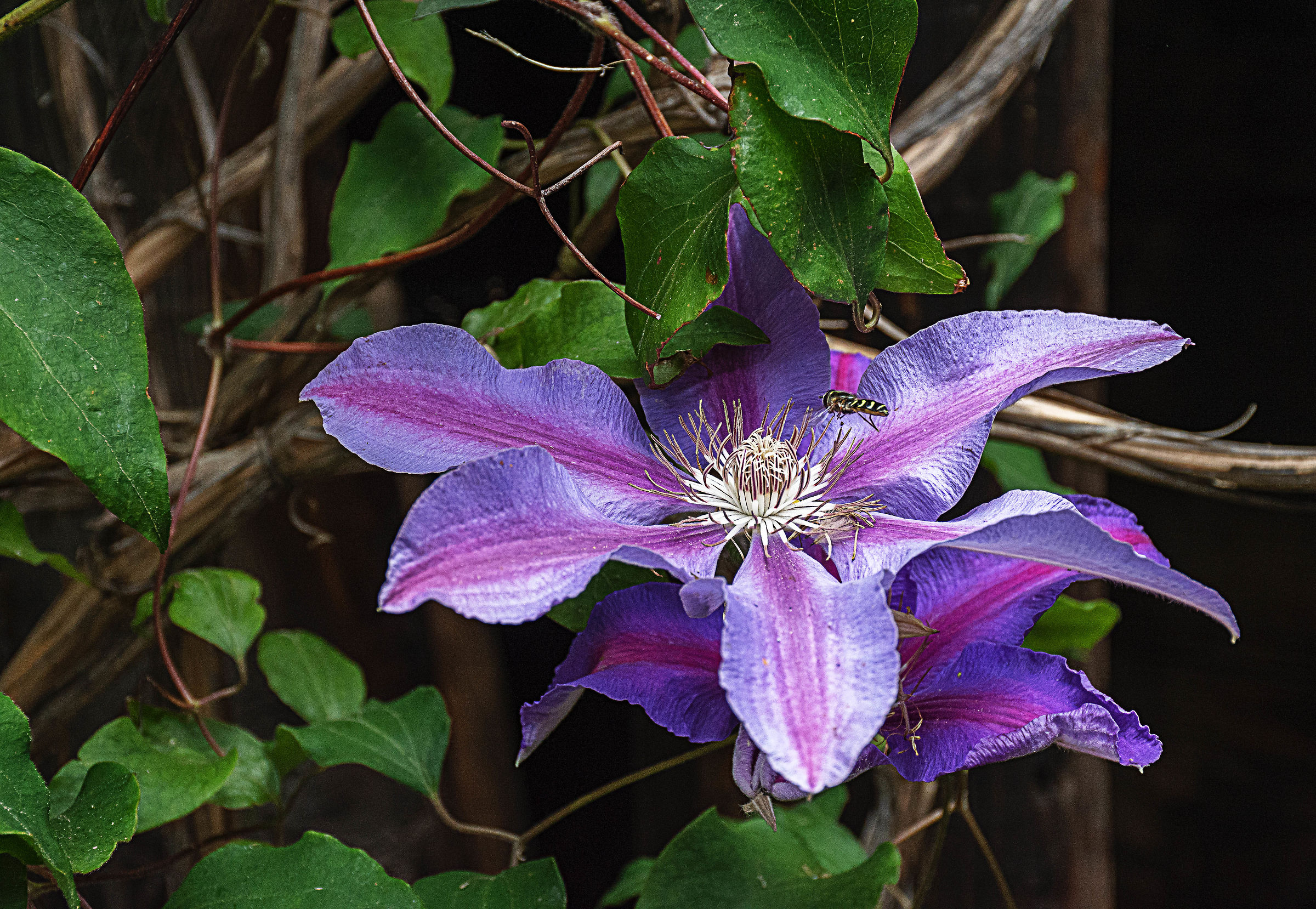 Clematis