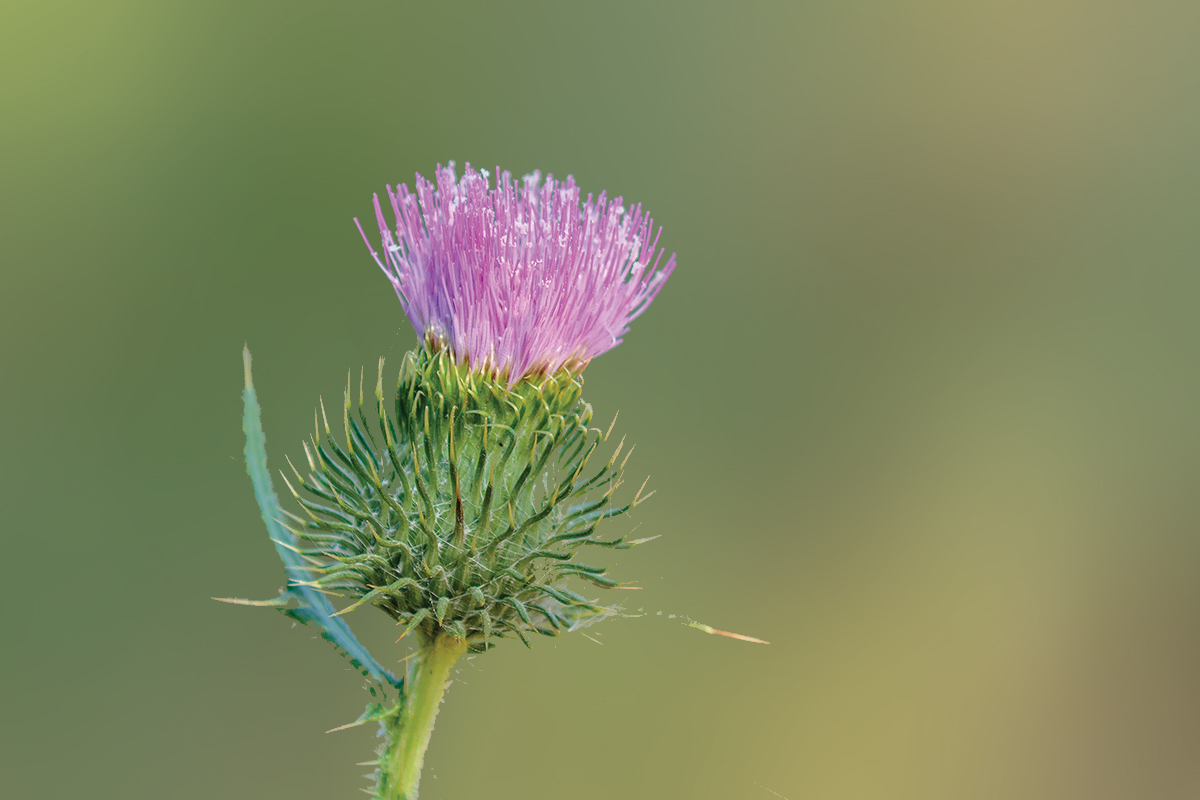 Scotch Thistle