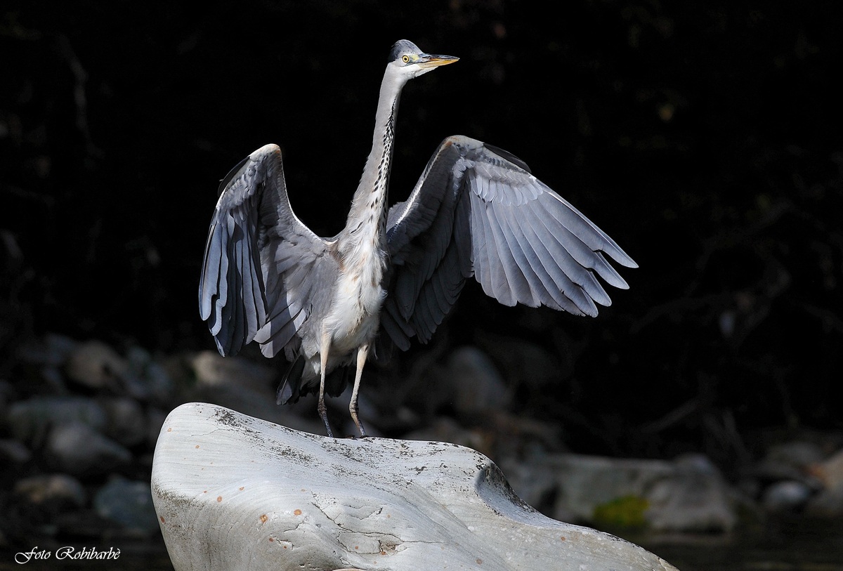 Cenerino (atterraggio sul fiume)