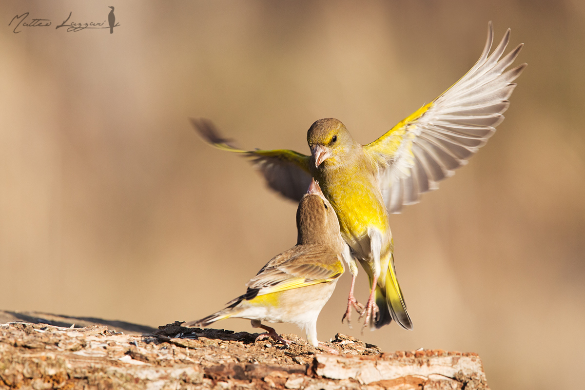 Quarrel between Bucks