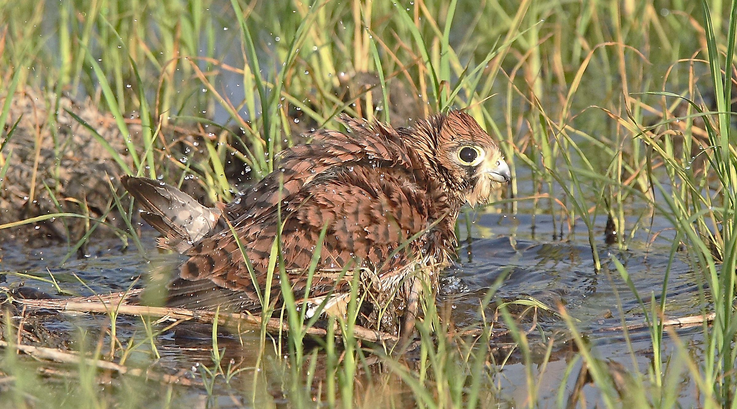 The bath of the kestrel