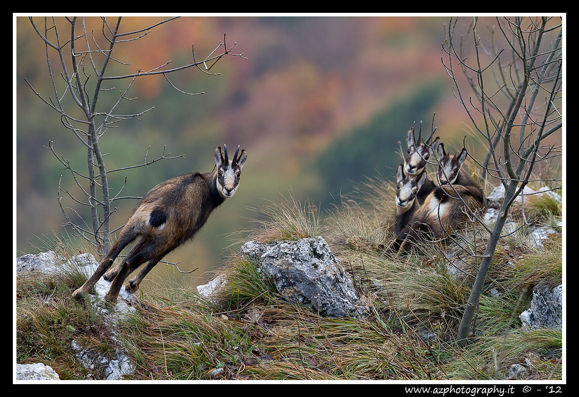 Gruppo di camosci, Monte Giove, Schio (vi)