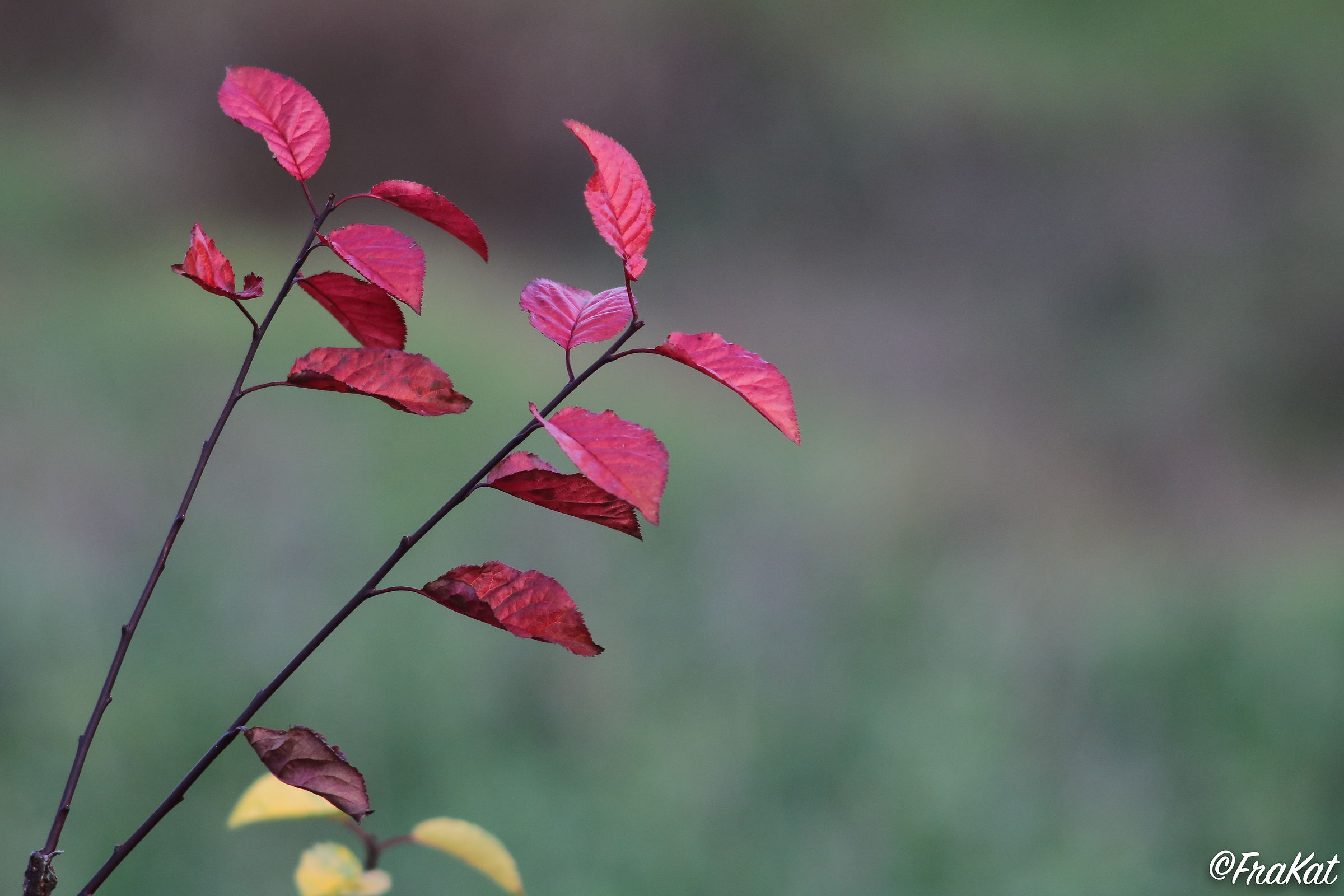 Last leaves in winter