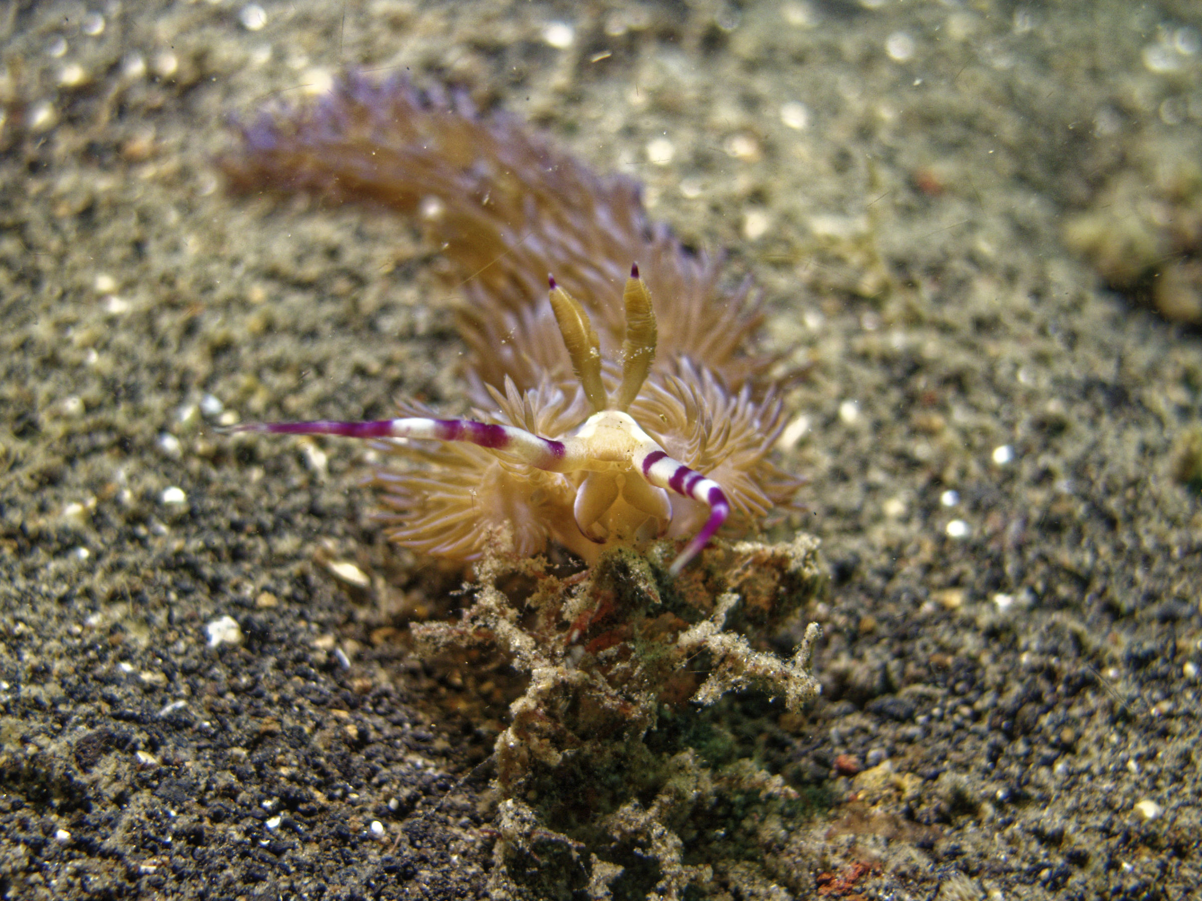 Nudibranco-Pteraeolidia ianthina