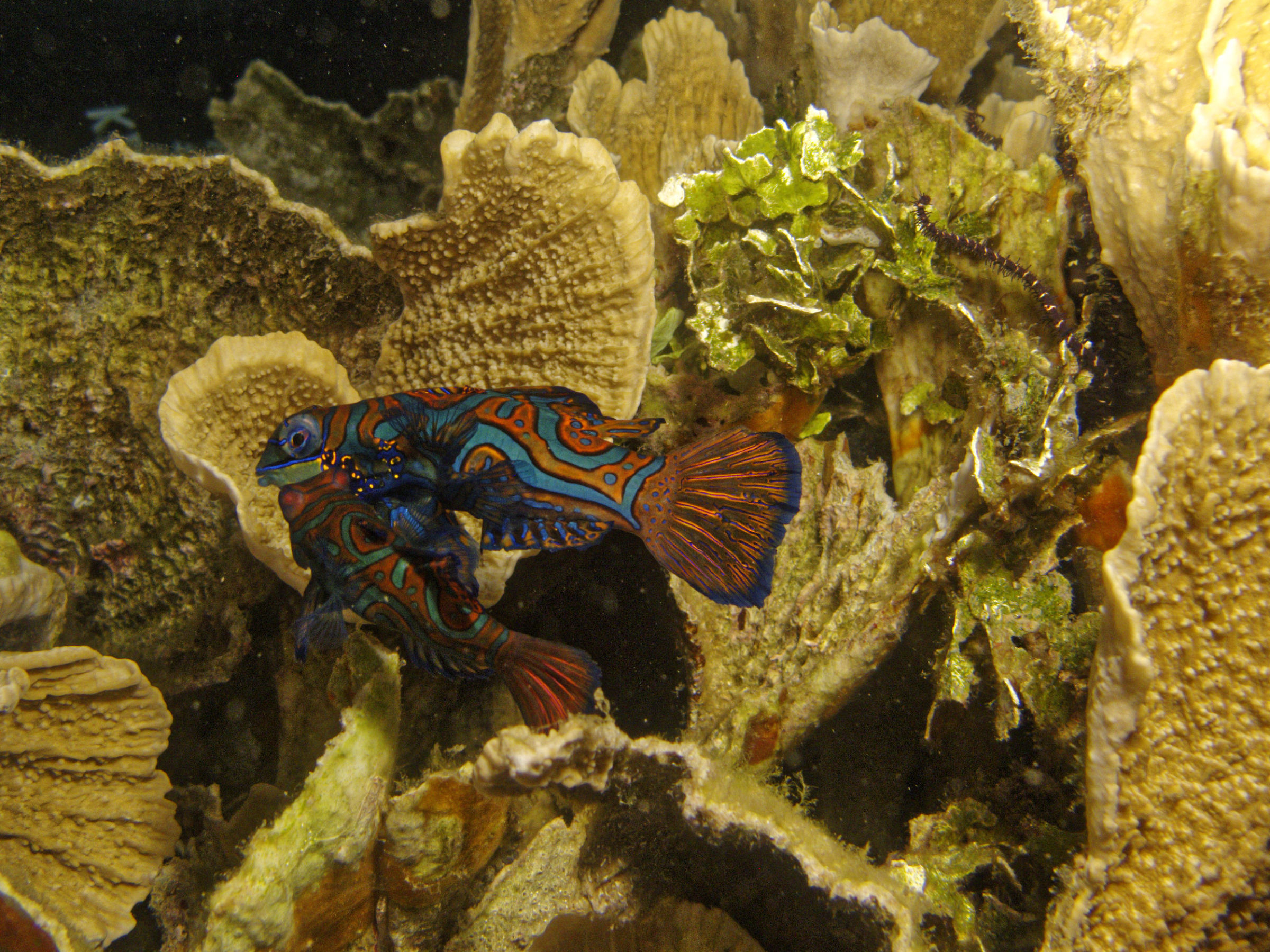 Pesce Mandarino-Synchiropus splendidus