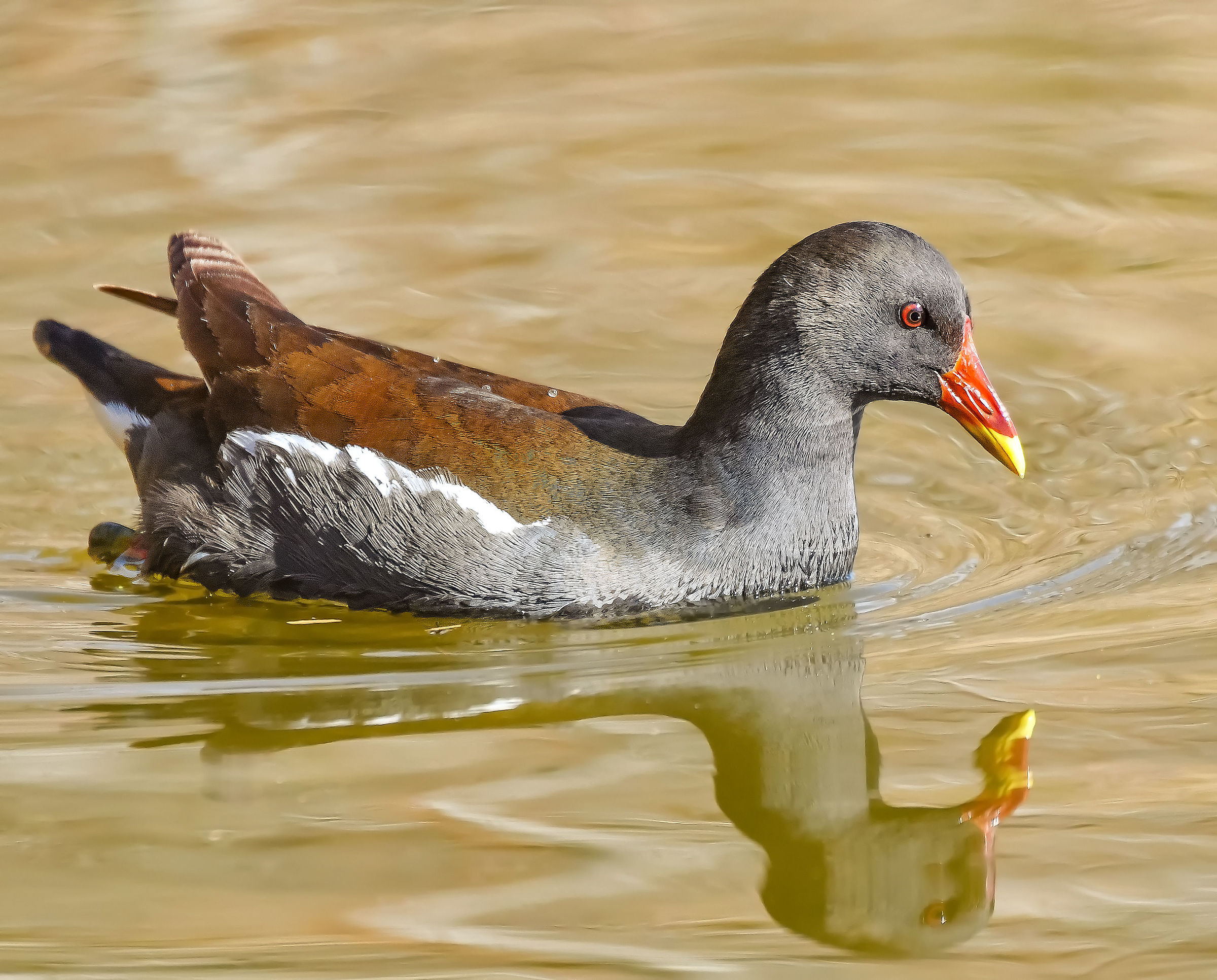 Water Hen