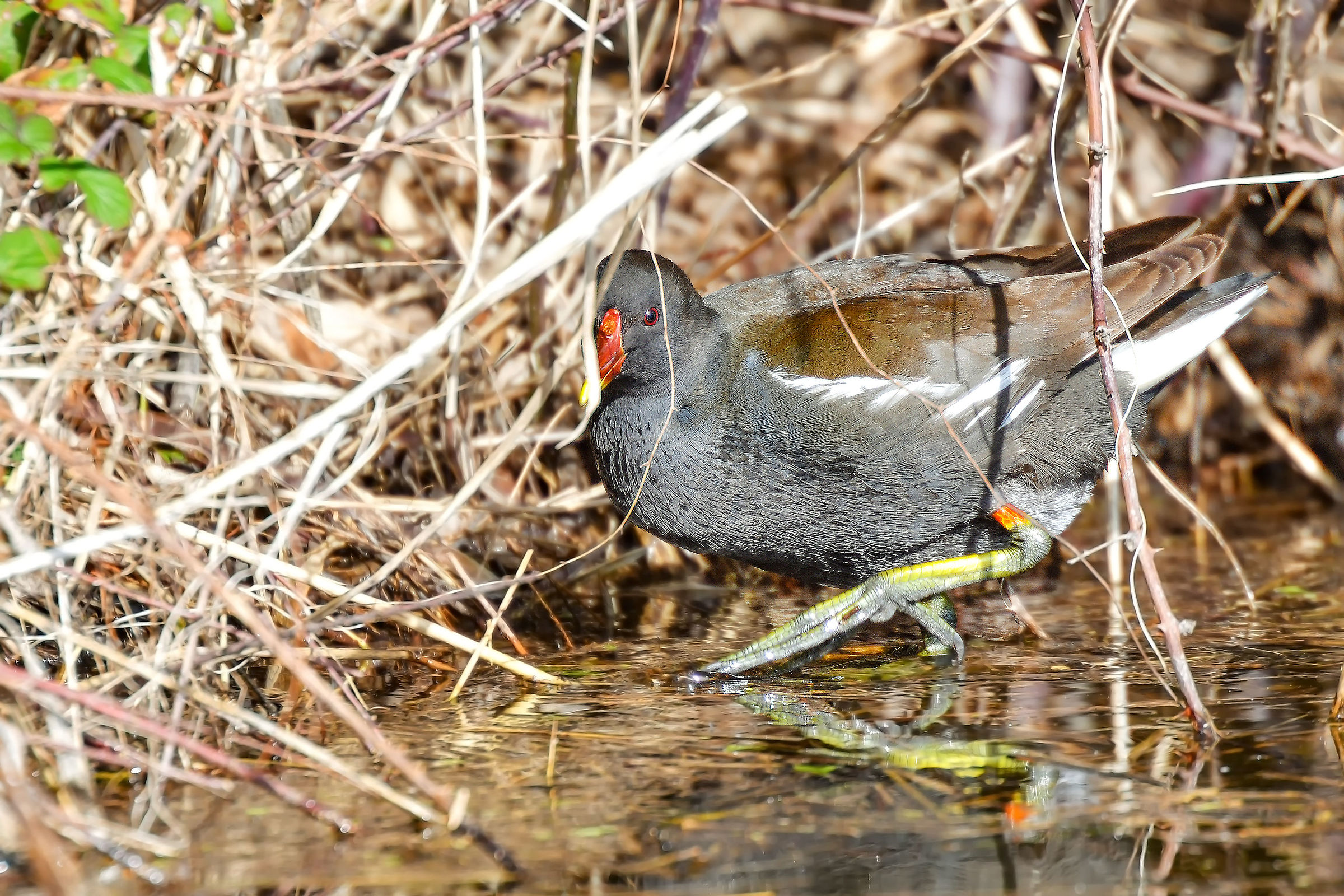 Gallinule
