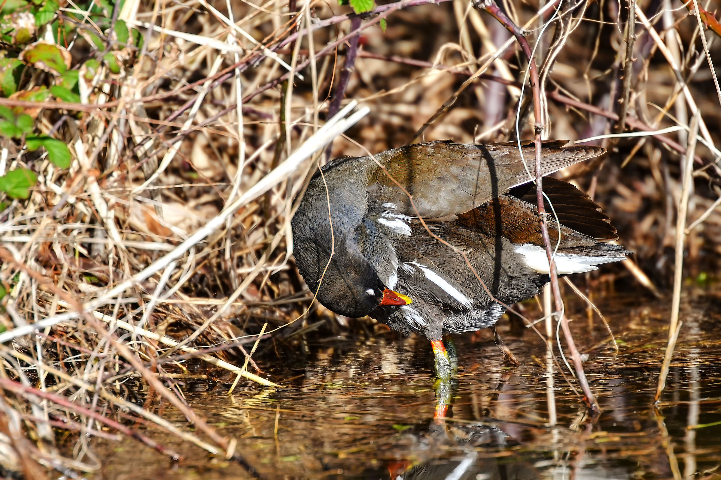 The cleanliness of the plumage