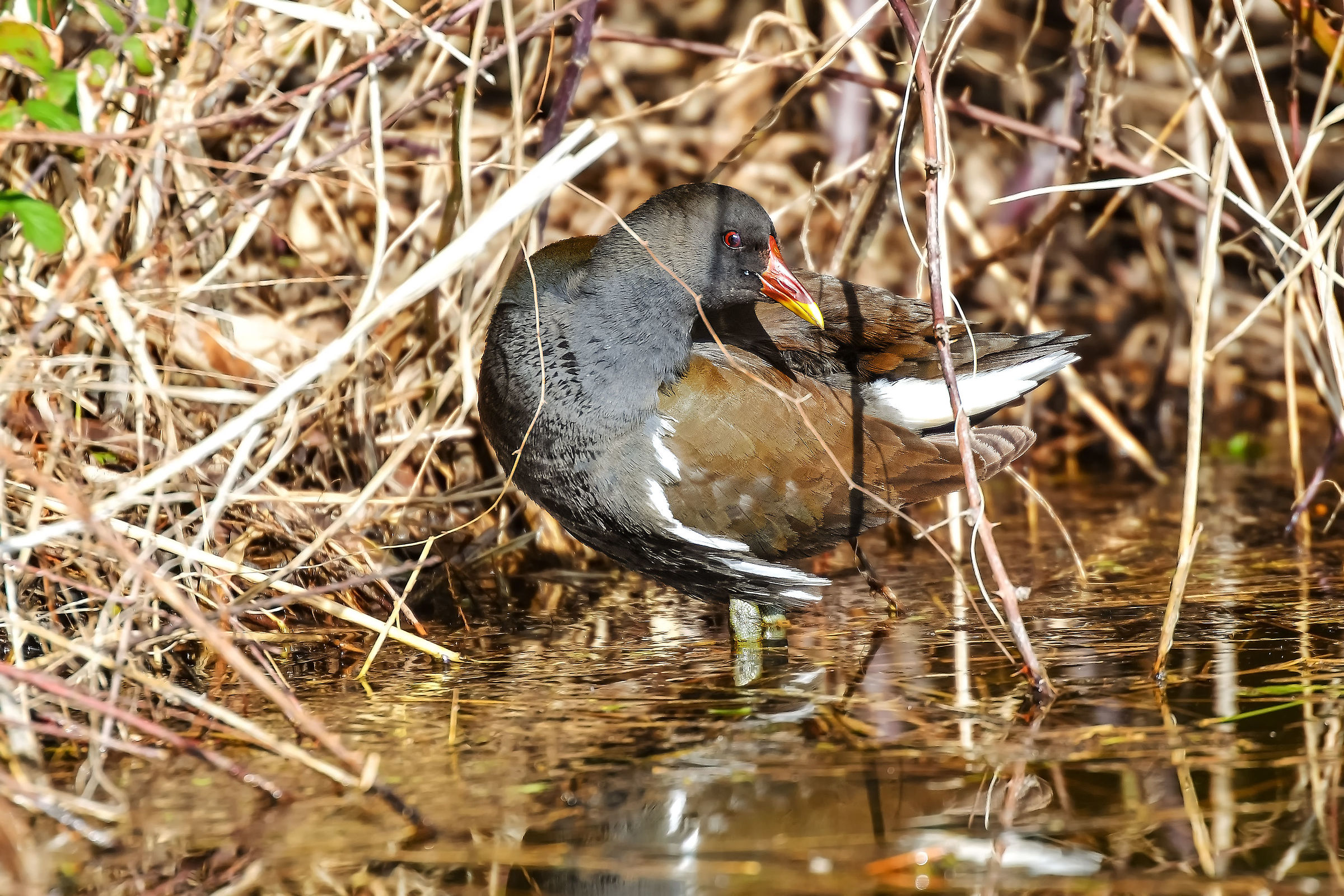 The Toltta of the Gallinella