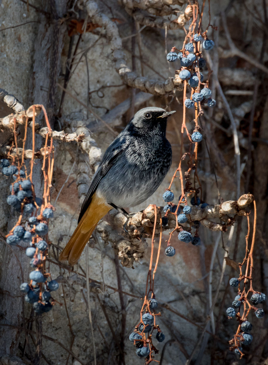 codirosso spazzacamino e la vite canadese