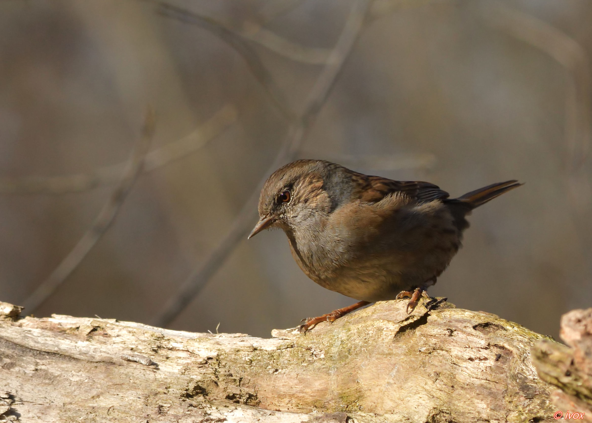 Plaice Dunnock