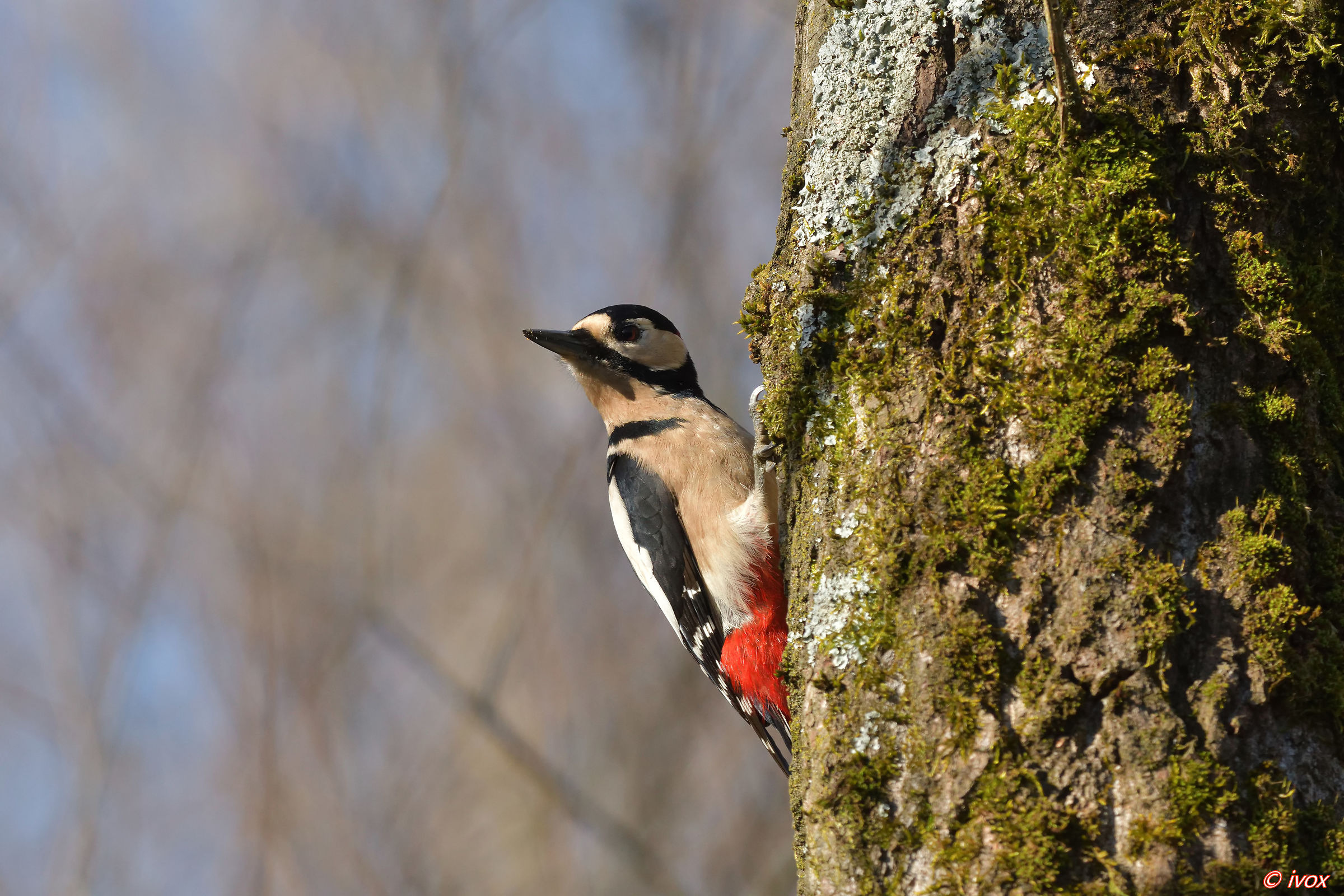 Red Woodpeckers