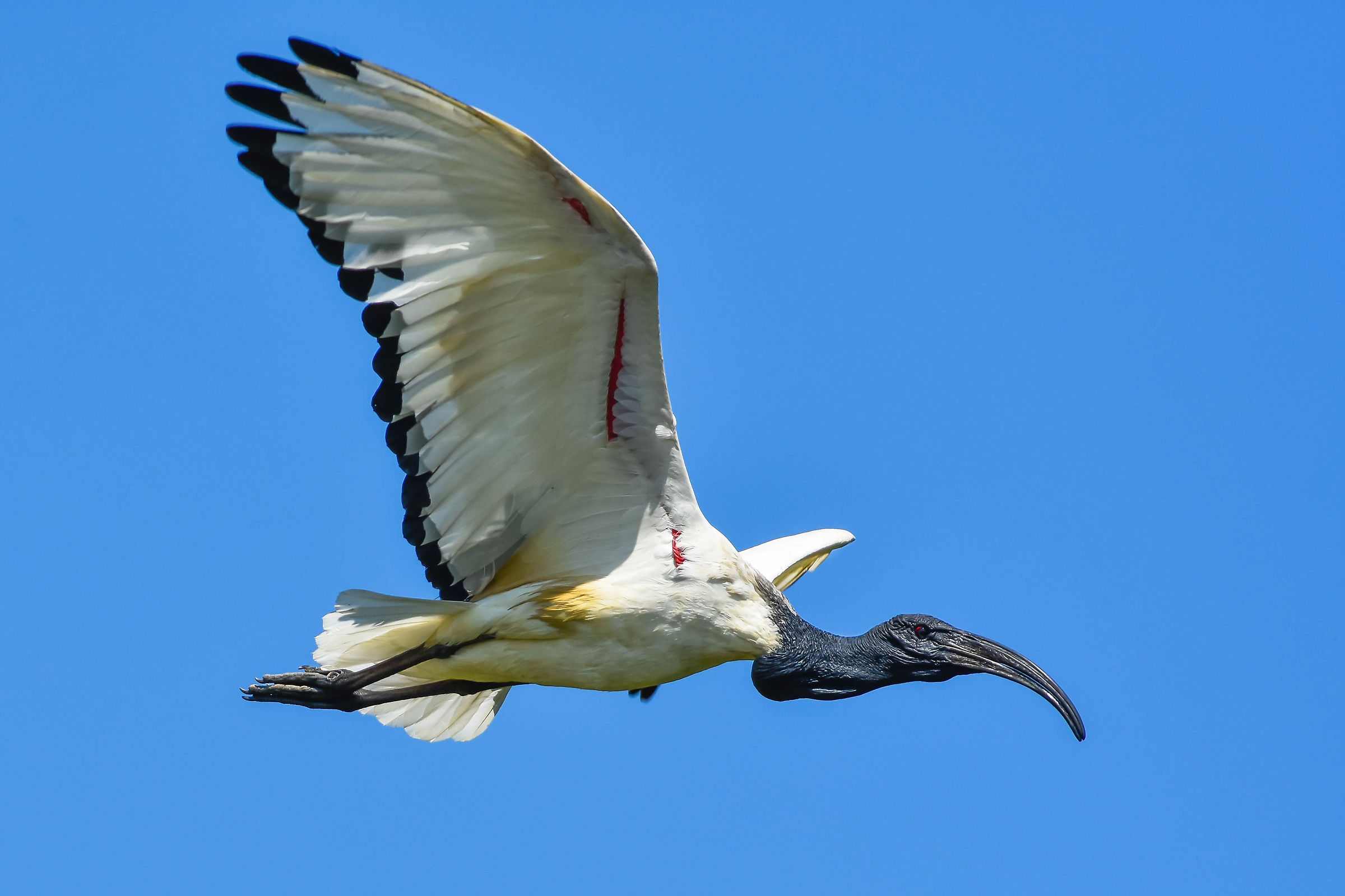 Sacred Ibis