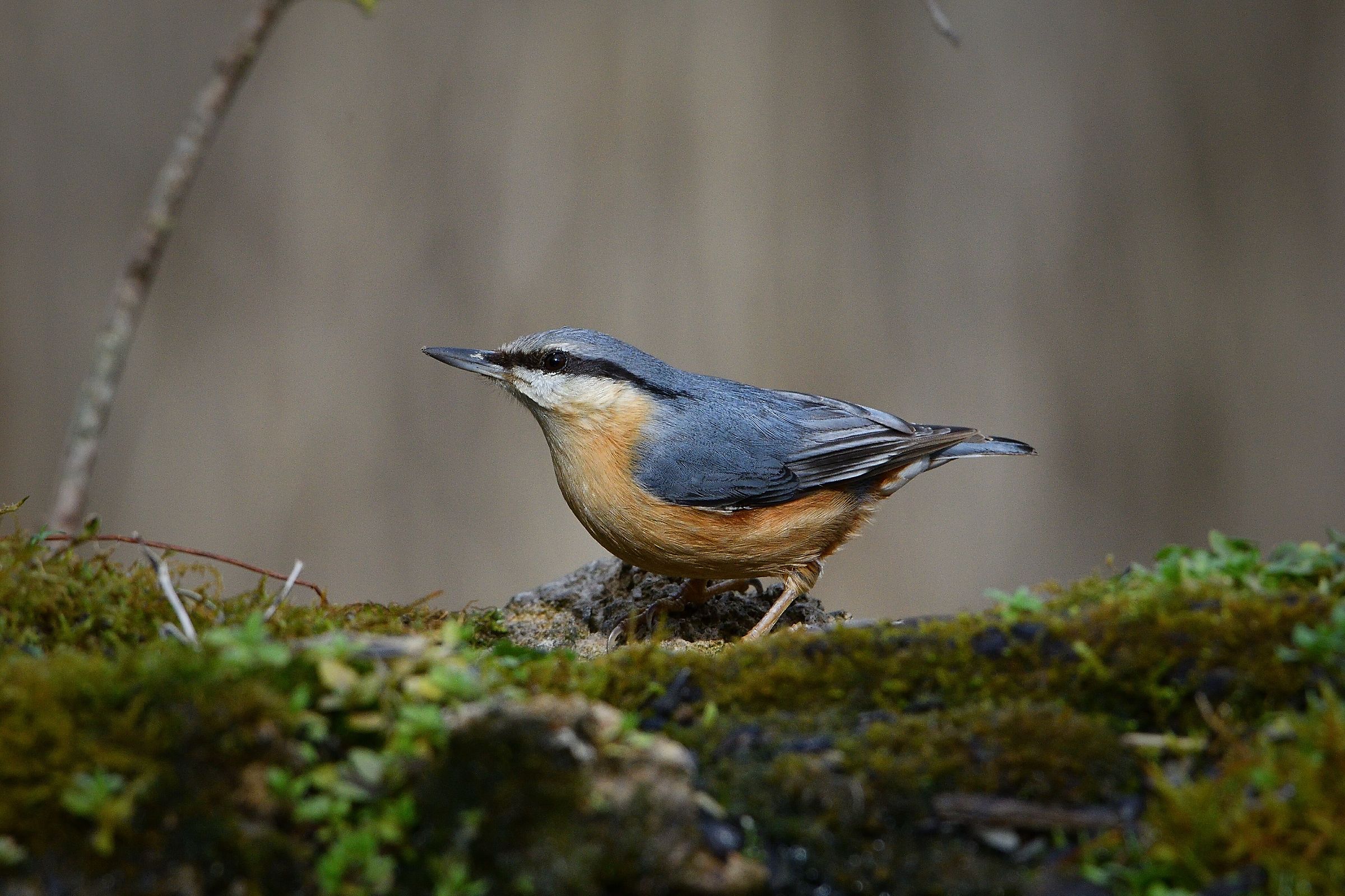 Nuthatch-Sitta Europaea