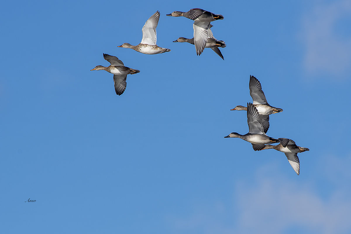 canapiglie in volo palude di Scarlino