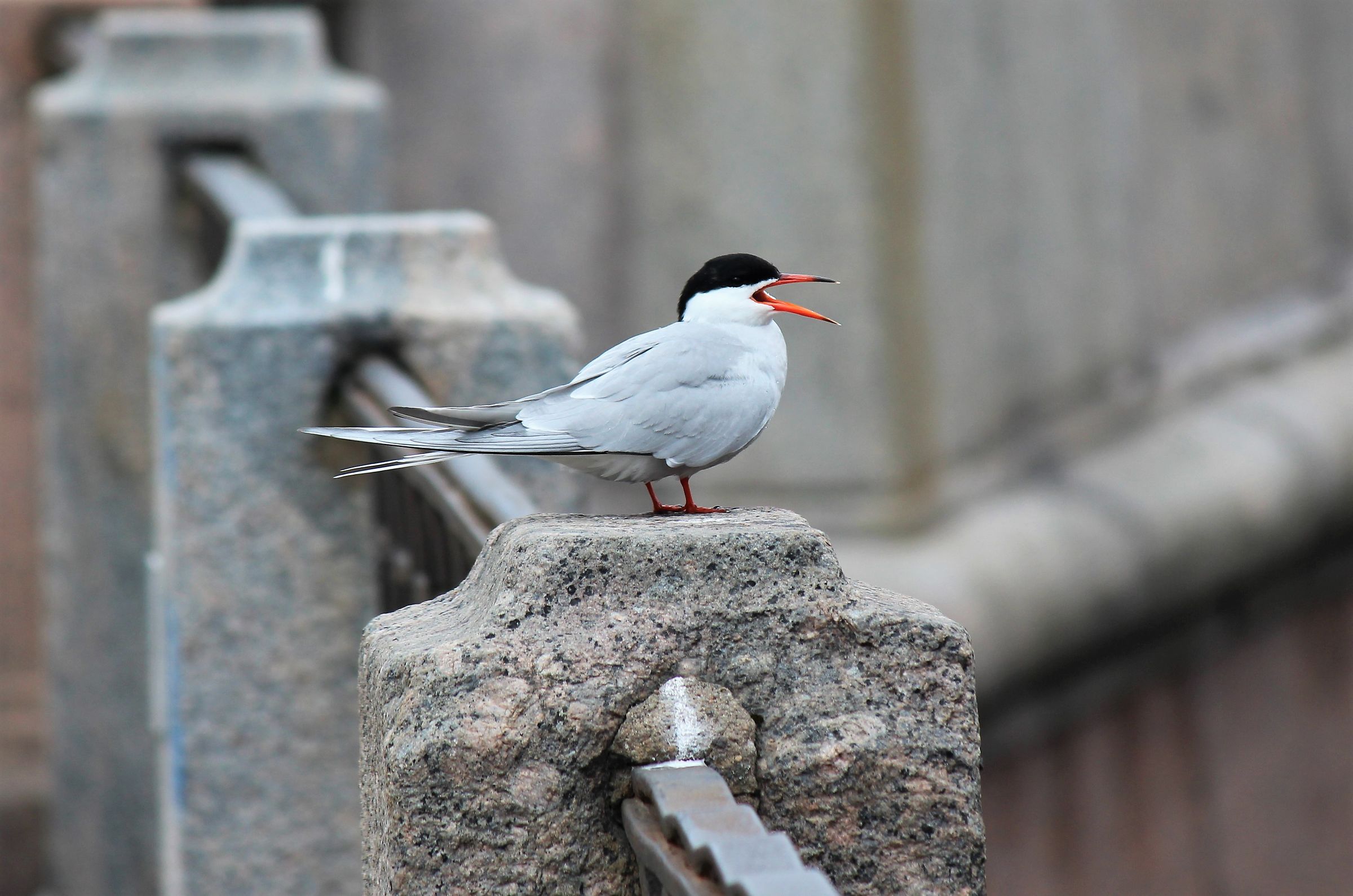 sterna metropolitana -Saint Petersburg