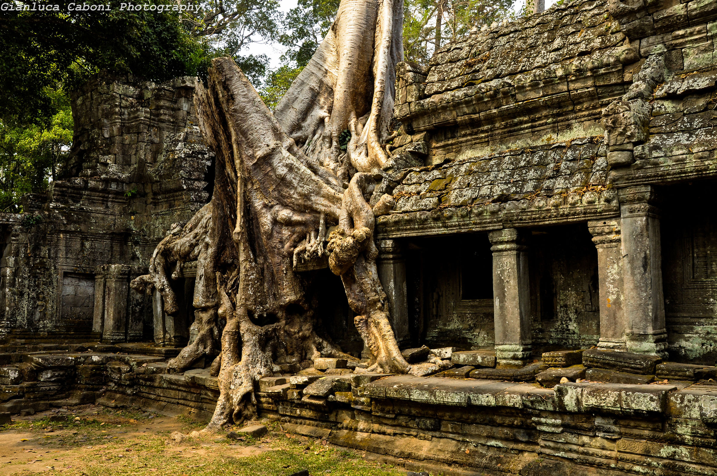 I ficus strangolatori di Angkor