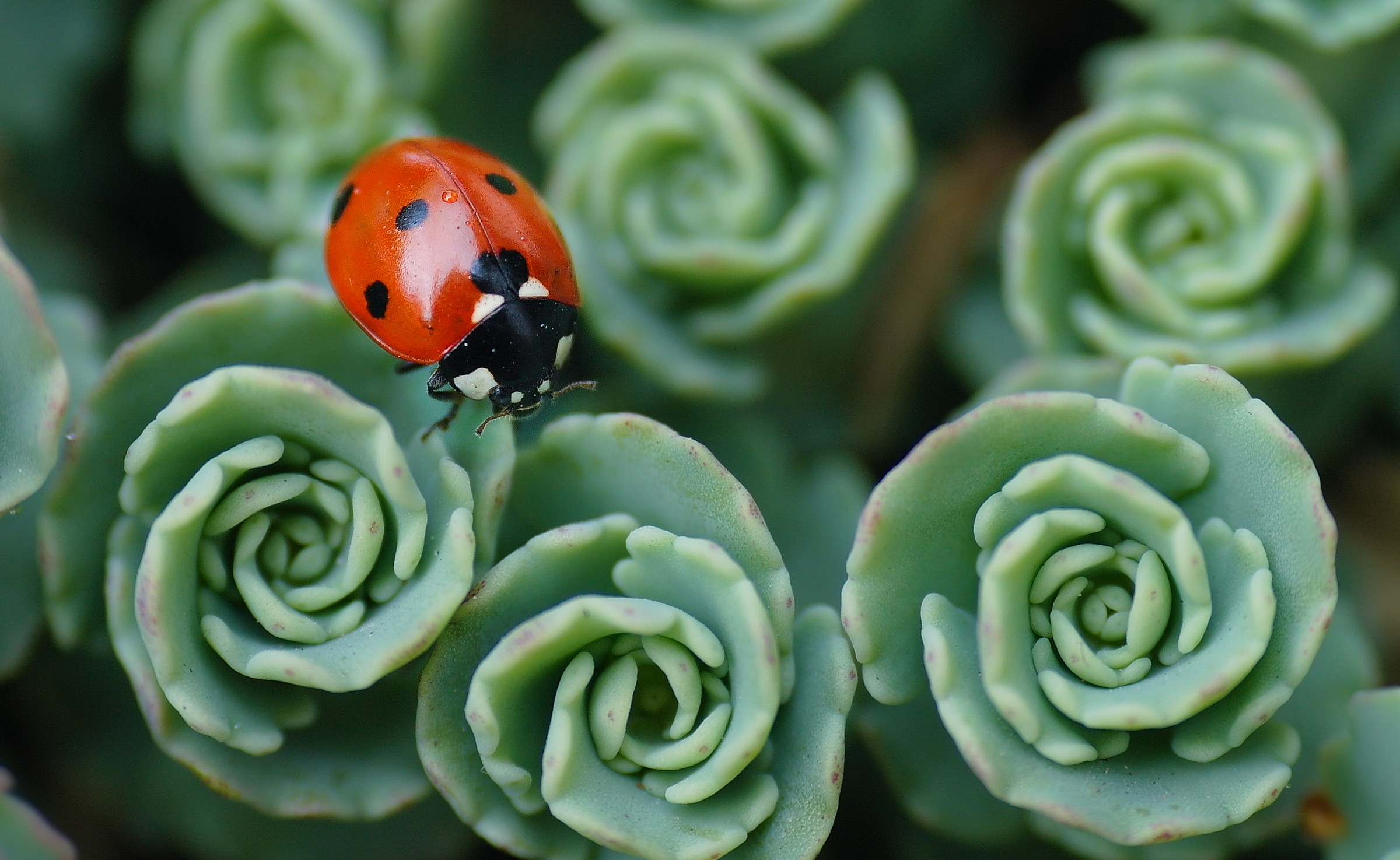 In red on a green spirals