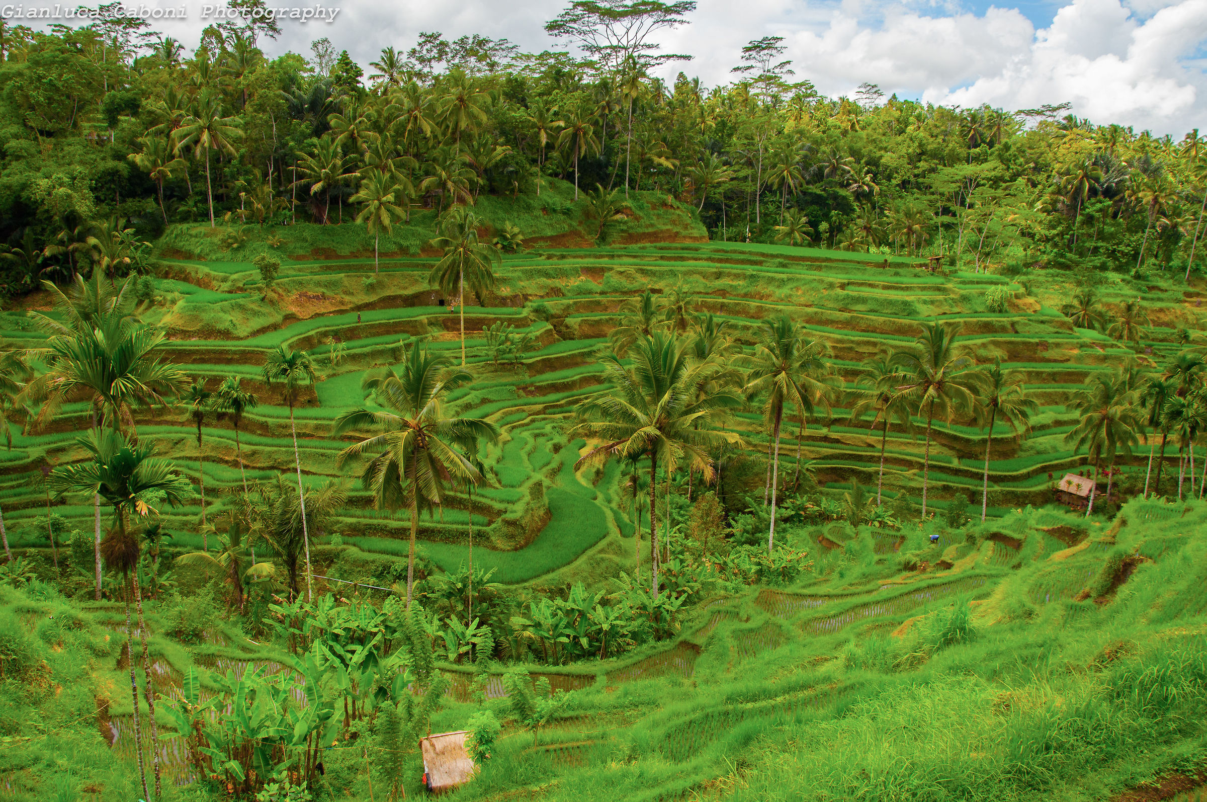 Risaie Jatiluwih, Bali